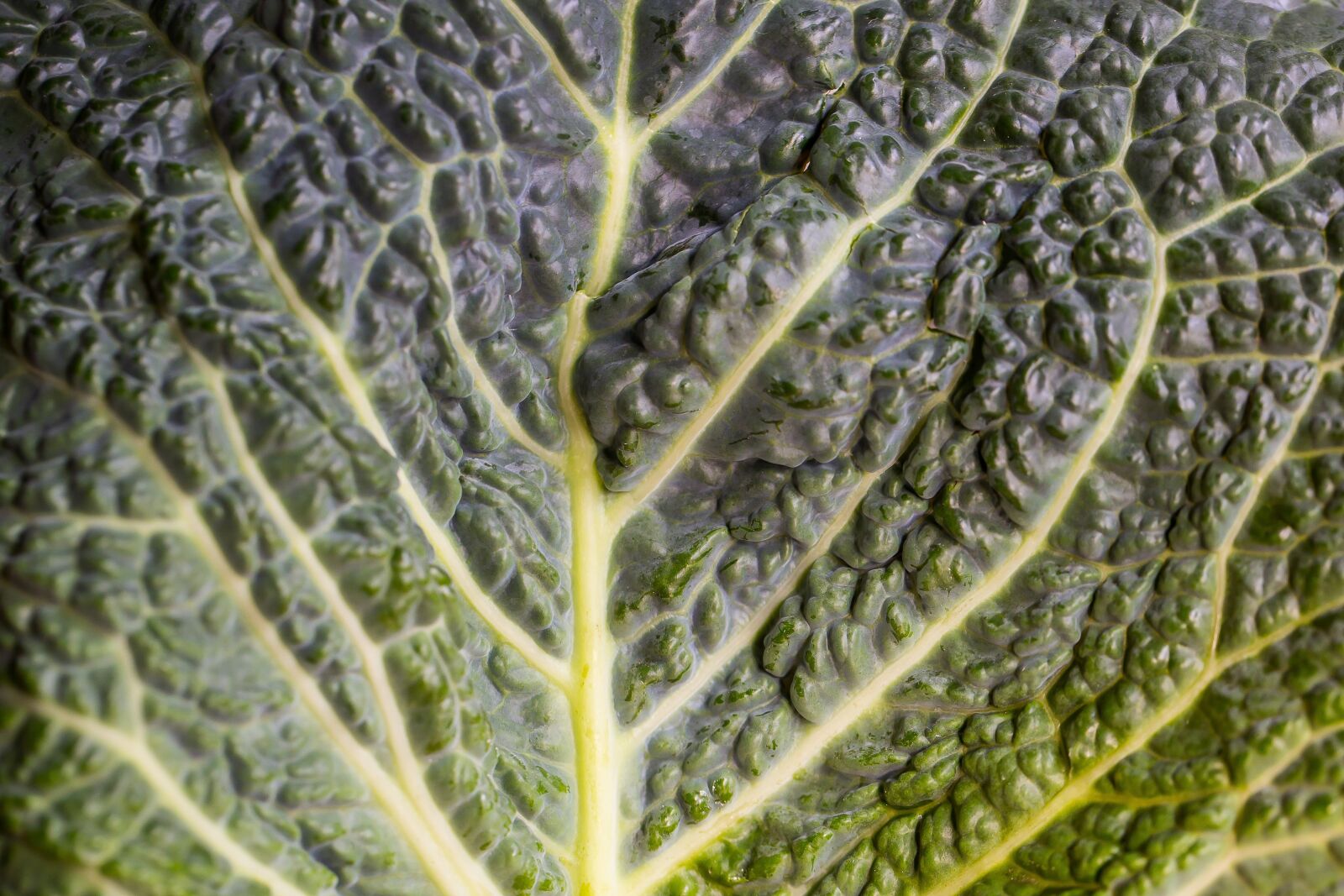 Canon EF 100mm F2.8L Macro IS USM sample photo. Kohl, leaf, head cabbage photography