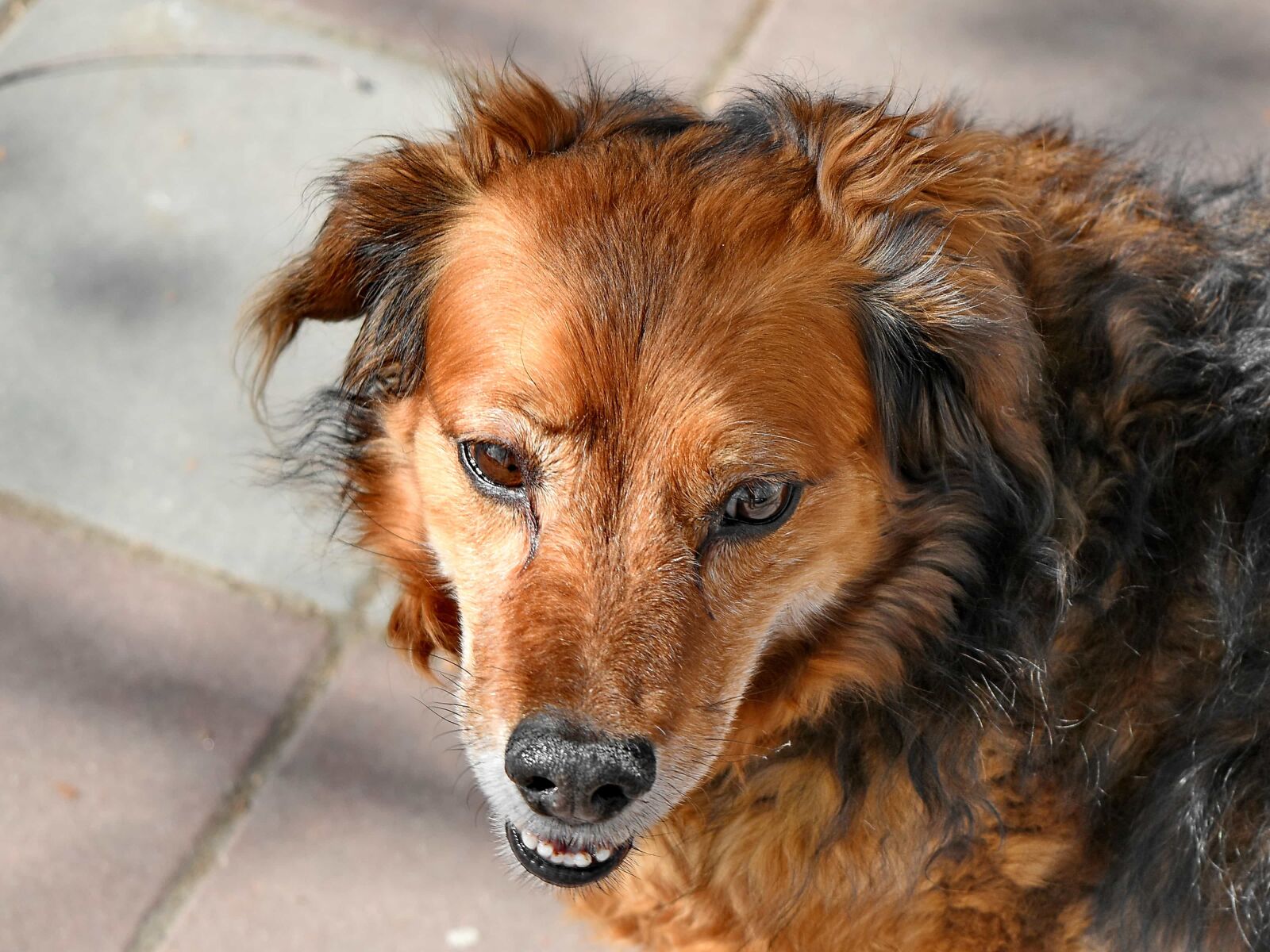 Nikon D5500 sample photo. Adorable, animal, animals, brown photography