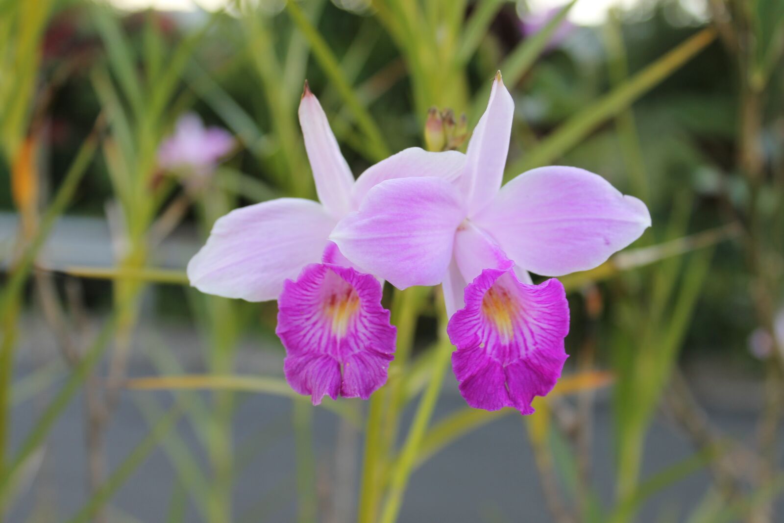 Canon EOS 1100D (EOS Rebel T3 / EOS Kiss X50) sample photo. Orchids, flowers, nature photography