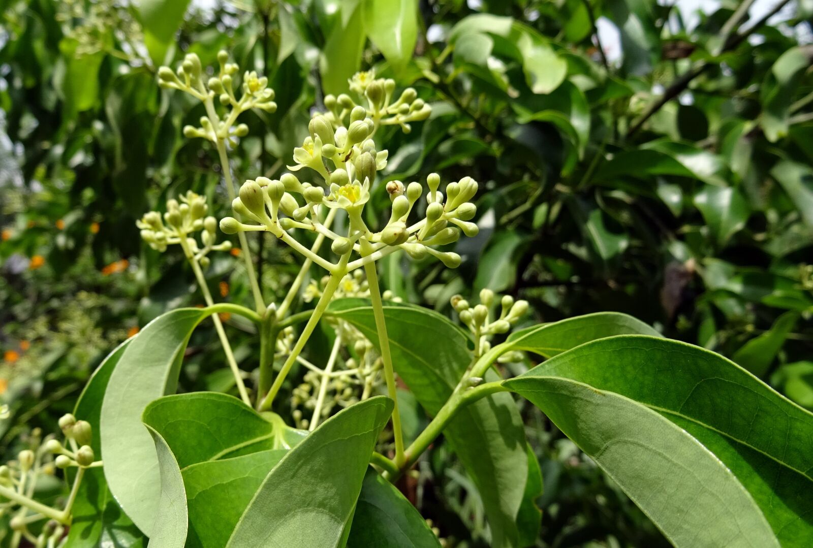 Sony DSC-HX60V sample photo. Indian bay leaf, cinnamon photography