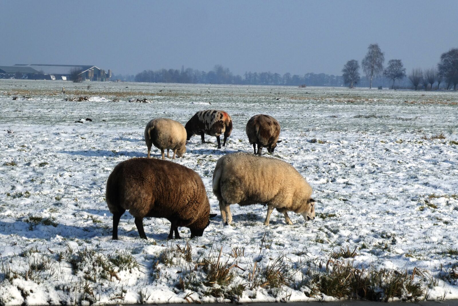 Panasonic Lumix DC-ZS70 (Lumix DC-TZ90) sample photo. Sheep, pasture, winter photography