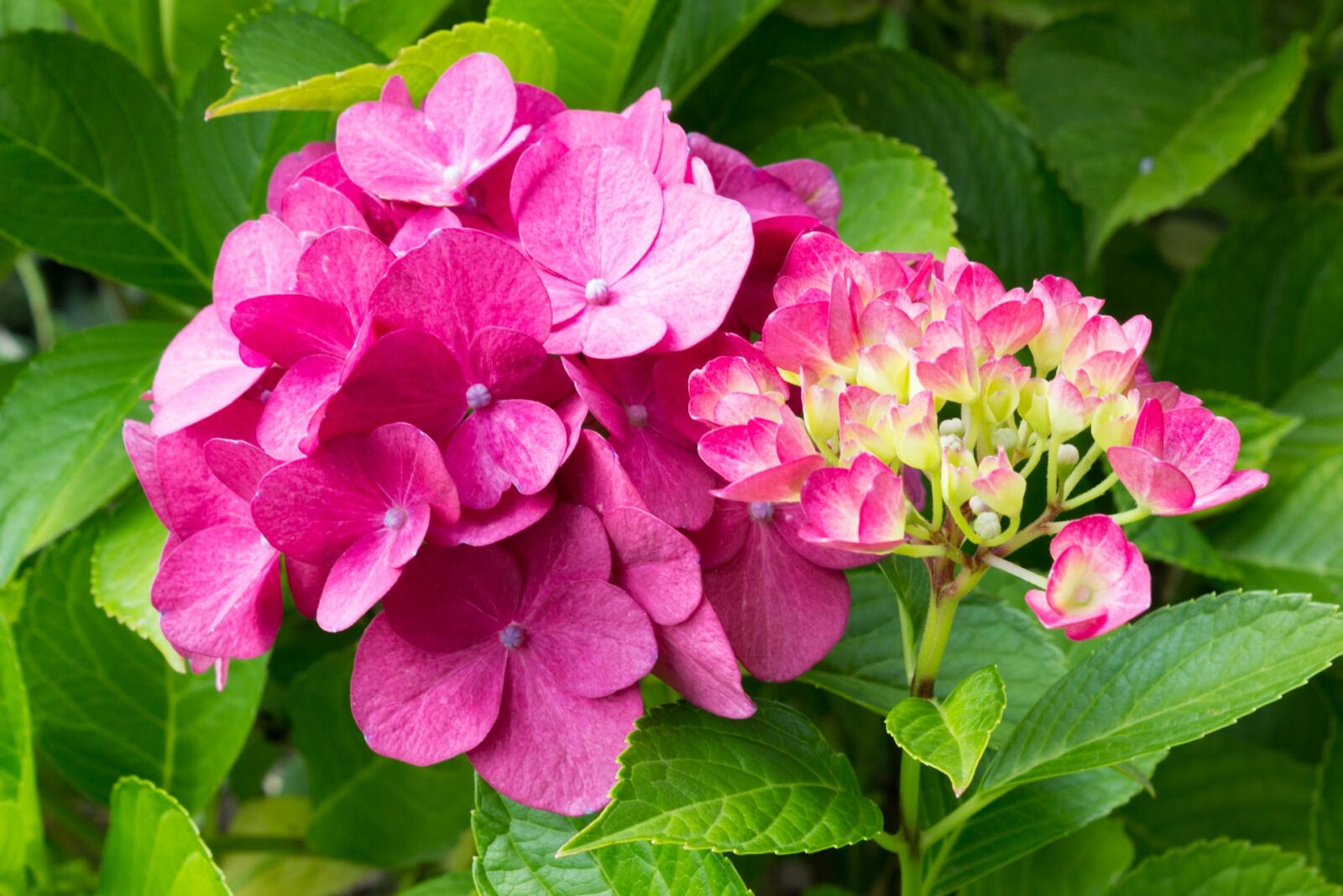 Canon EOS 600D (Rebel EOS T3i / EOS Kiss X5) sample photo. Flower, blossom, bloom photography
