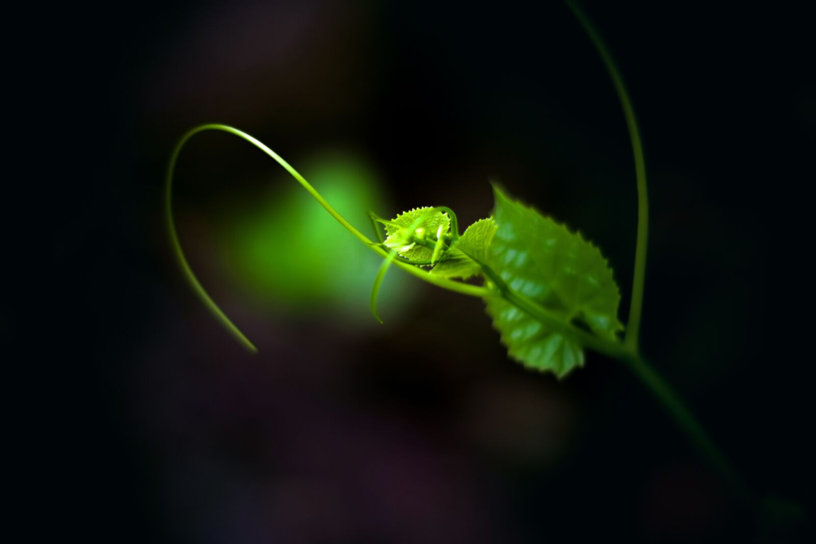 Canon EOS 700D (EOS Rebel T5i / EOS Kiss X7i) + Canon EF 50mm F1.8 II sample photo. Leaf, green, new leaf photography