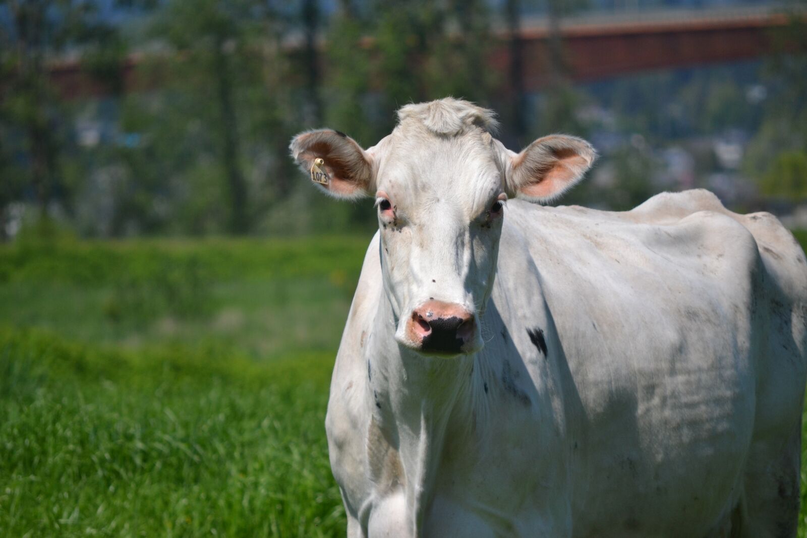 Nikon D3100 sample photo. White, cow, looking photography