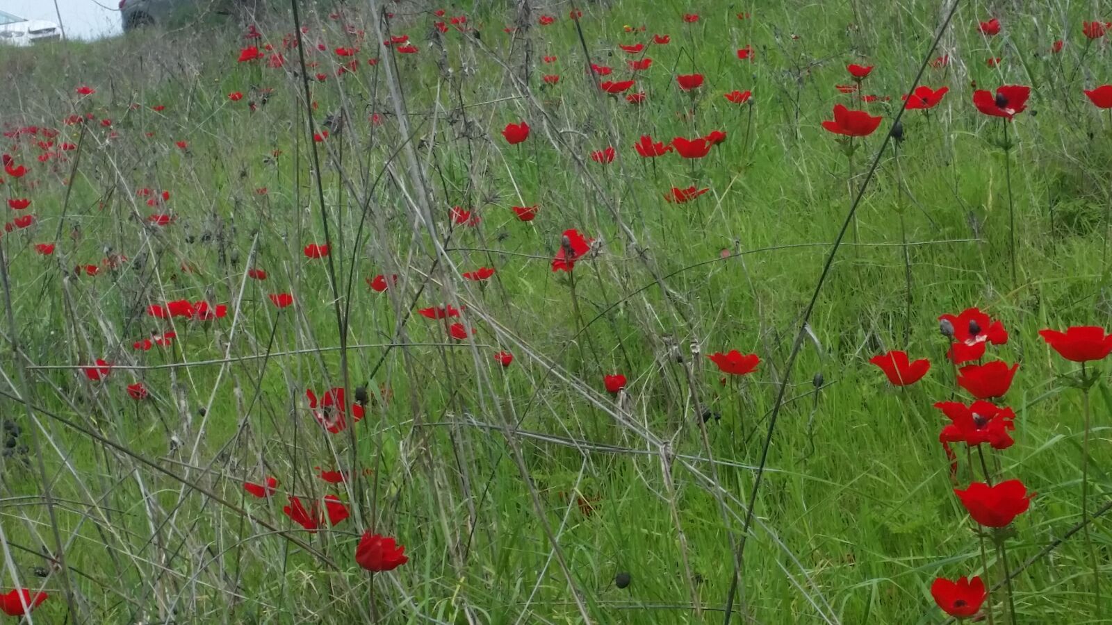 Samsung Galaxy S5 sample photo. Nature, flowers, blossom photography