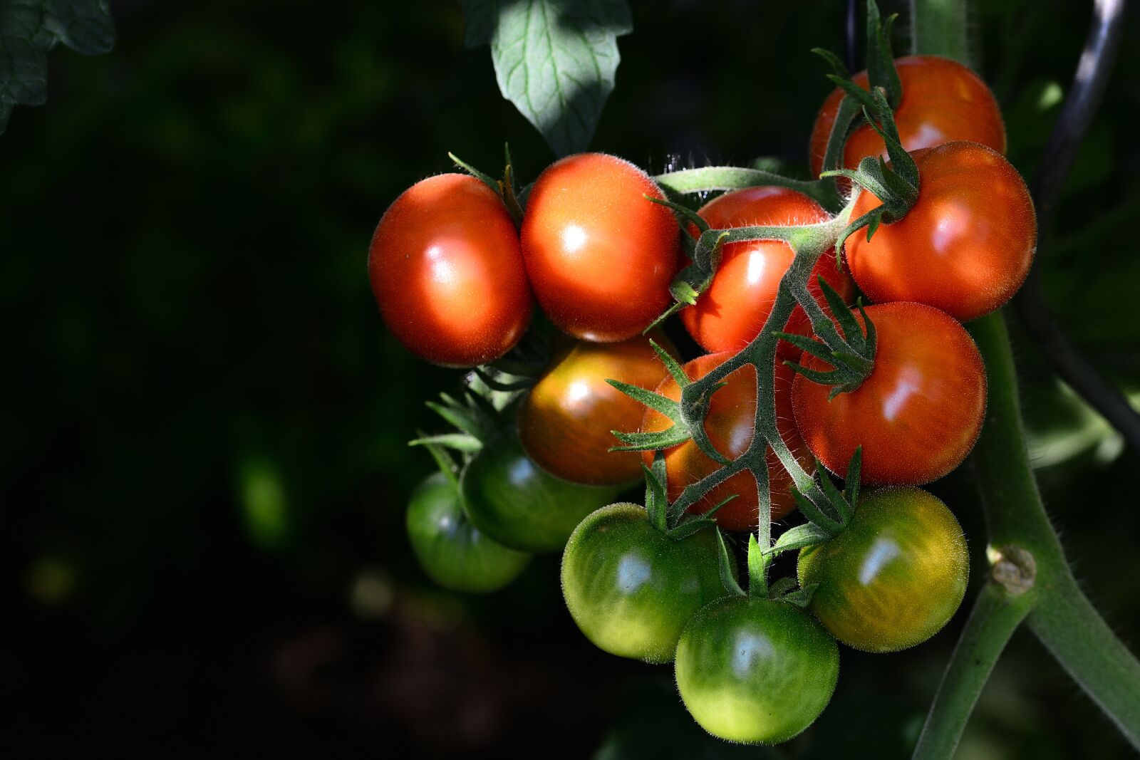 Nikon D5200 sample photo. Tomatoes, ripe, garden photography
