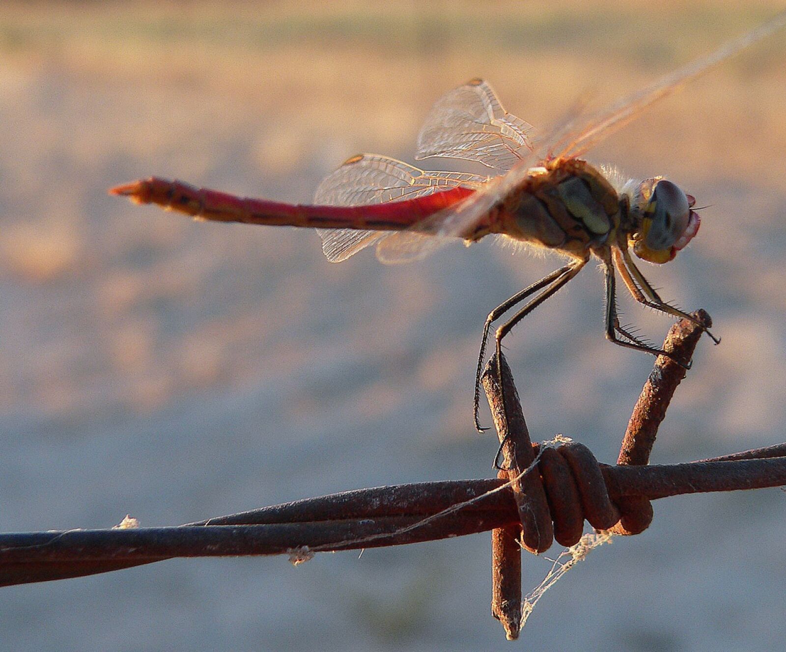 Panasonic DMC-FZ20 sample photo. Dragonfly, insect, resting photography