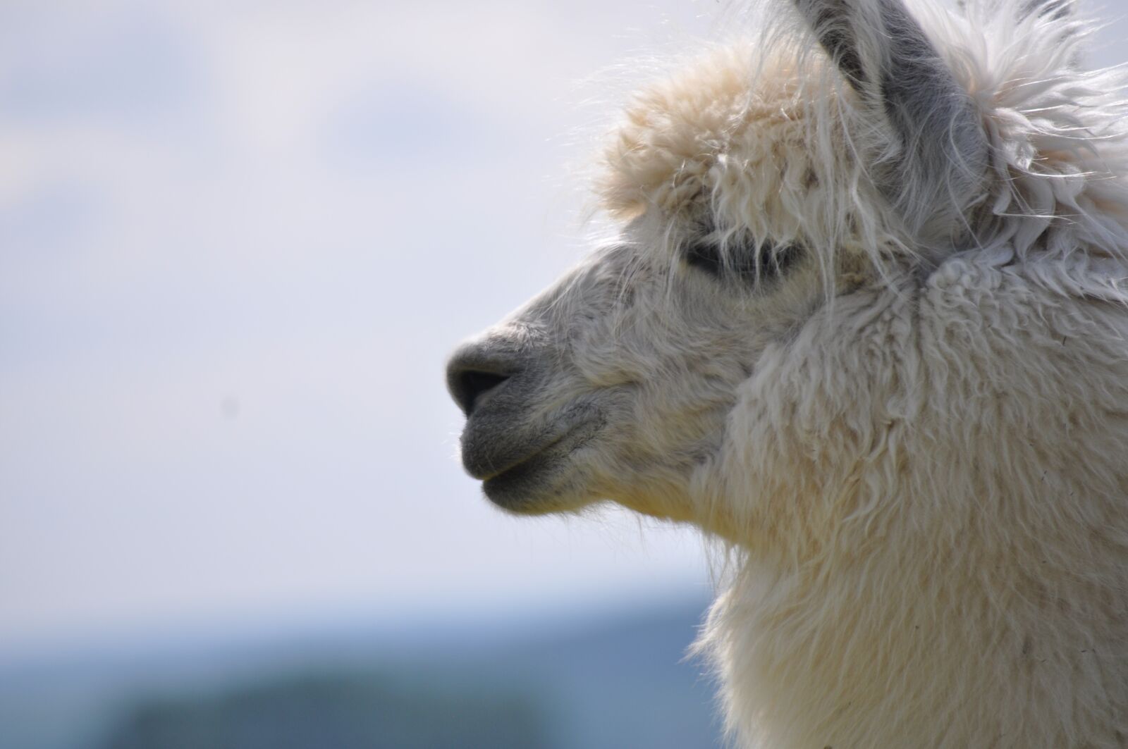 Nikon D5000 sample photo. Lama, alpaca, animal photography