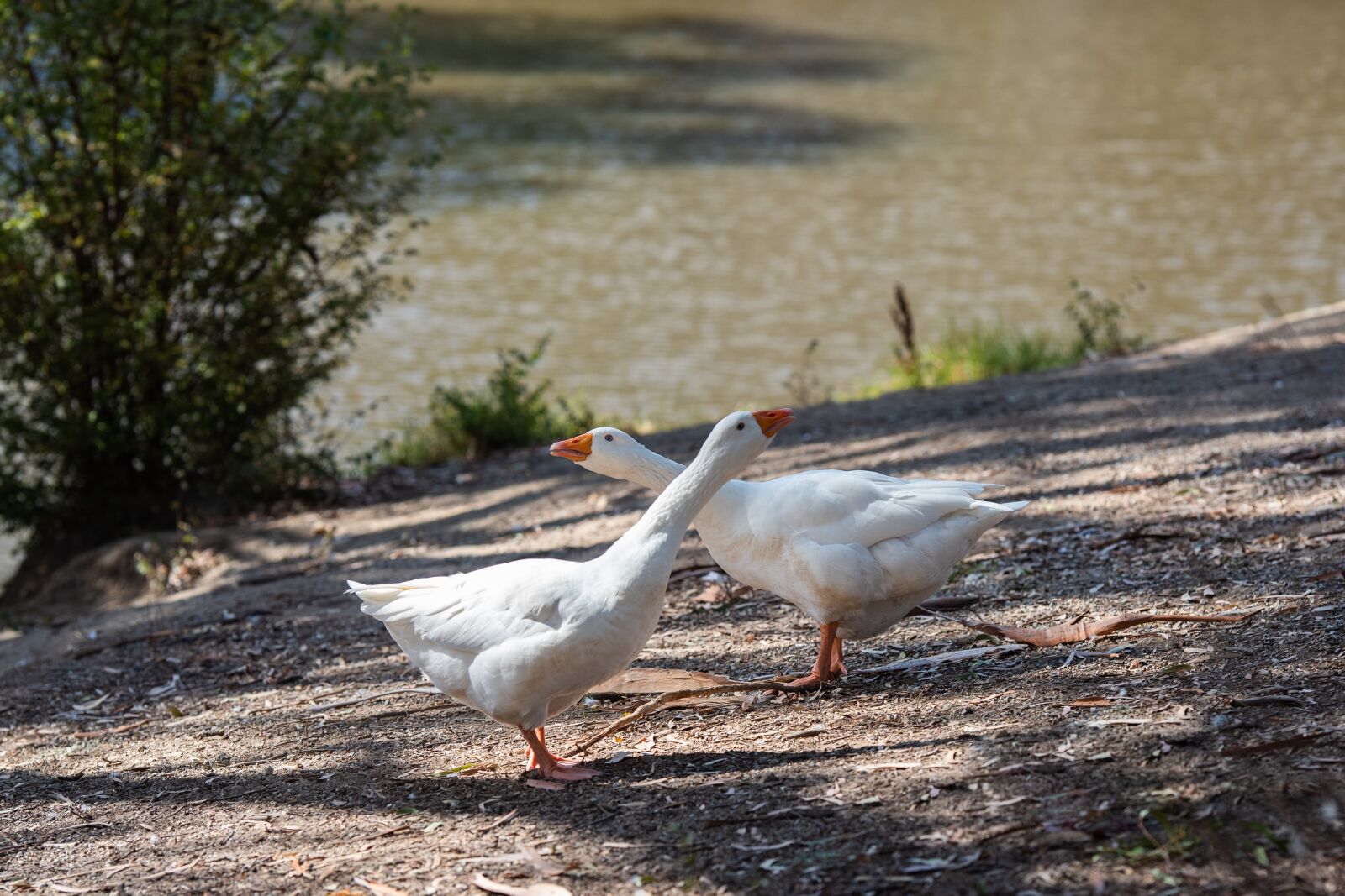 Nikon D750 sample photo. Geese, goose, bird photography