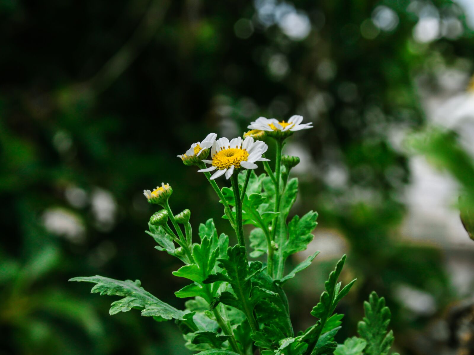 Canon EOS 500D (EOS Rebel T1i / EOS Kiss X3) sample photo. Flower, garden, nature photography