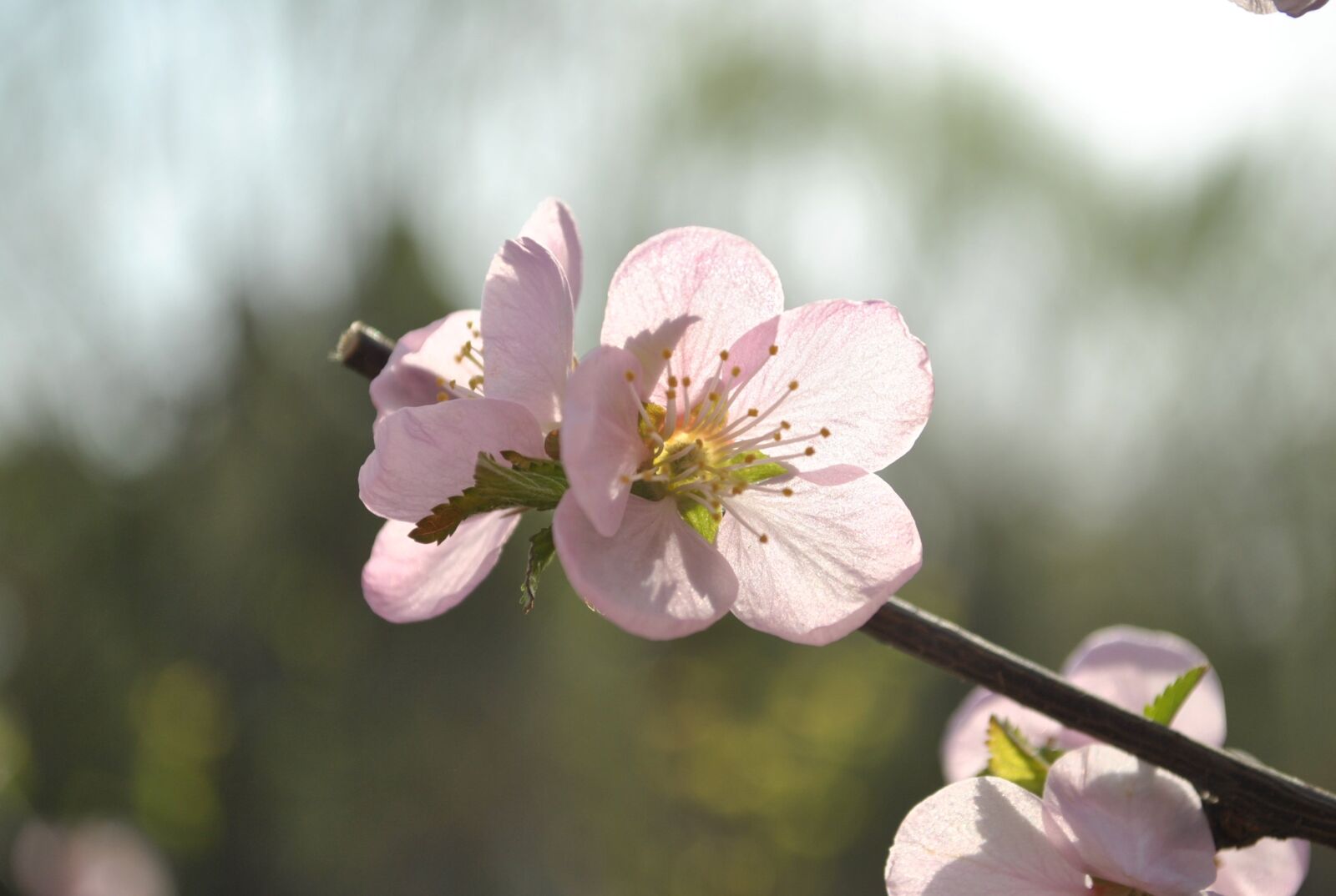 Nikon D3000 sample photo. Apricot, spring, flower photography
