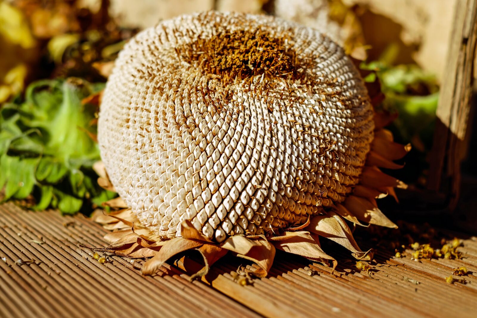 Fujifilm X-T10 + Fujifilm XF 35mm F1.4 R sample photo. Sunflower, dry, seeds photography