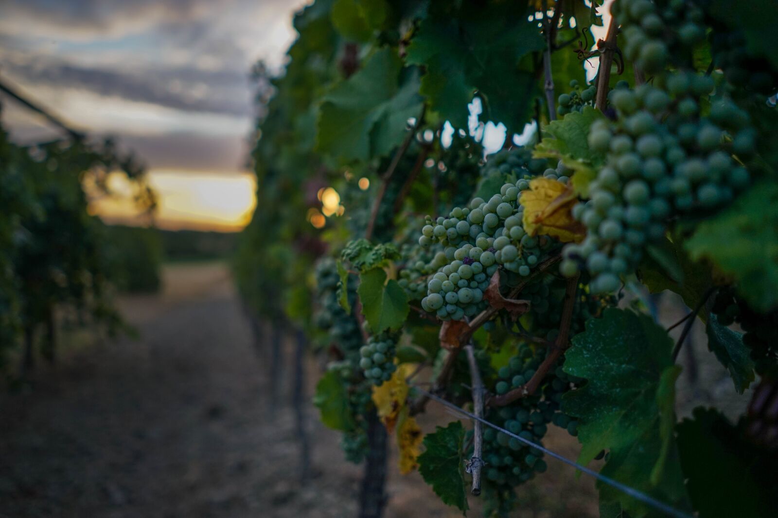 Sony a7 sample photo. Grapes, grapevine, fruit photography