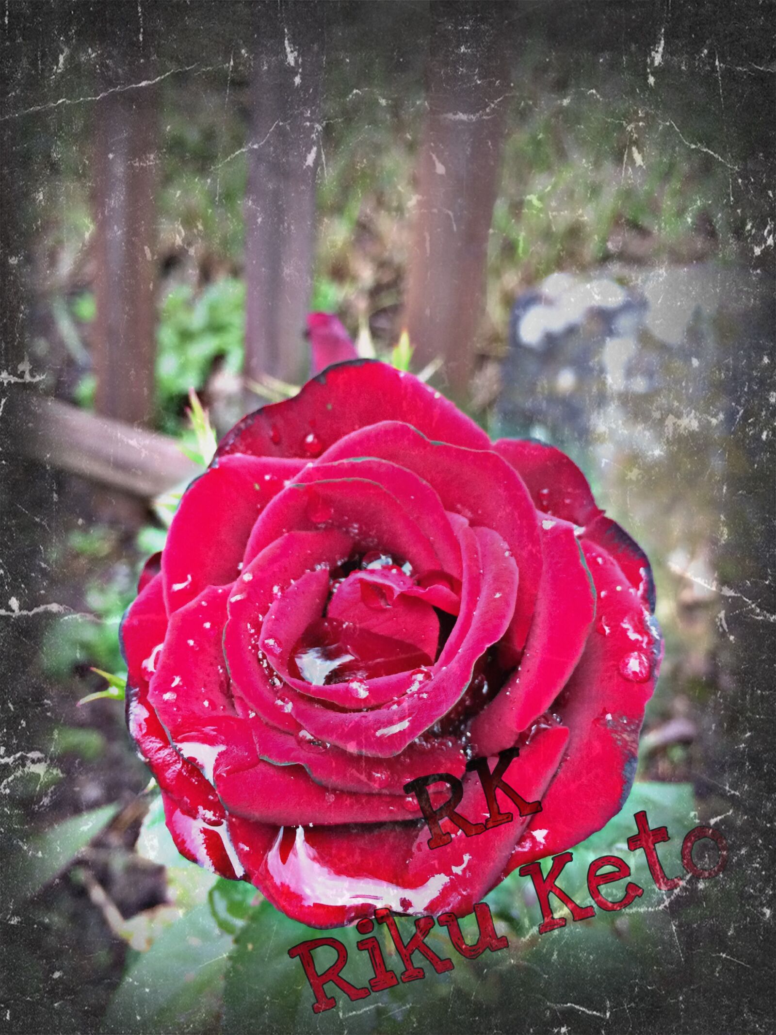 Apple iPhone 5s sample photo. Rose, flower, rk photography