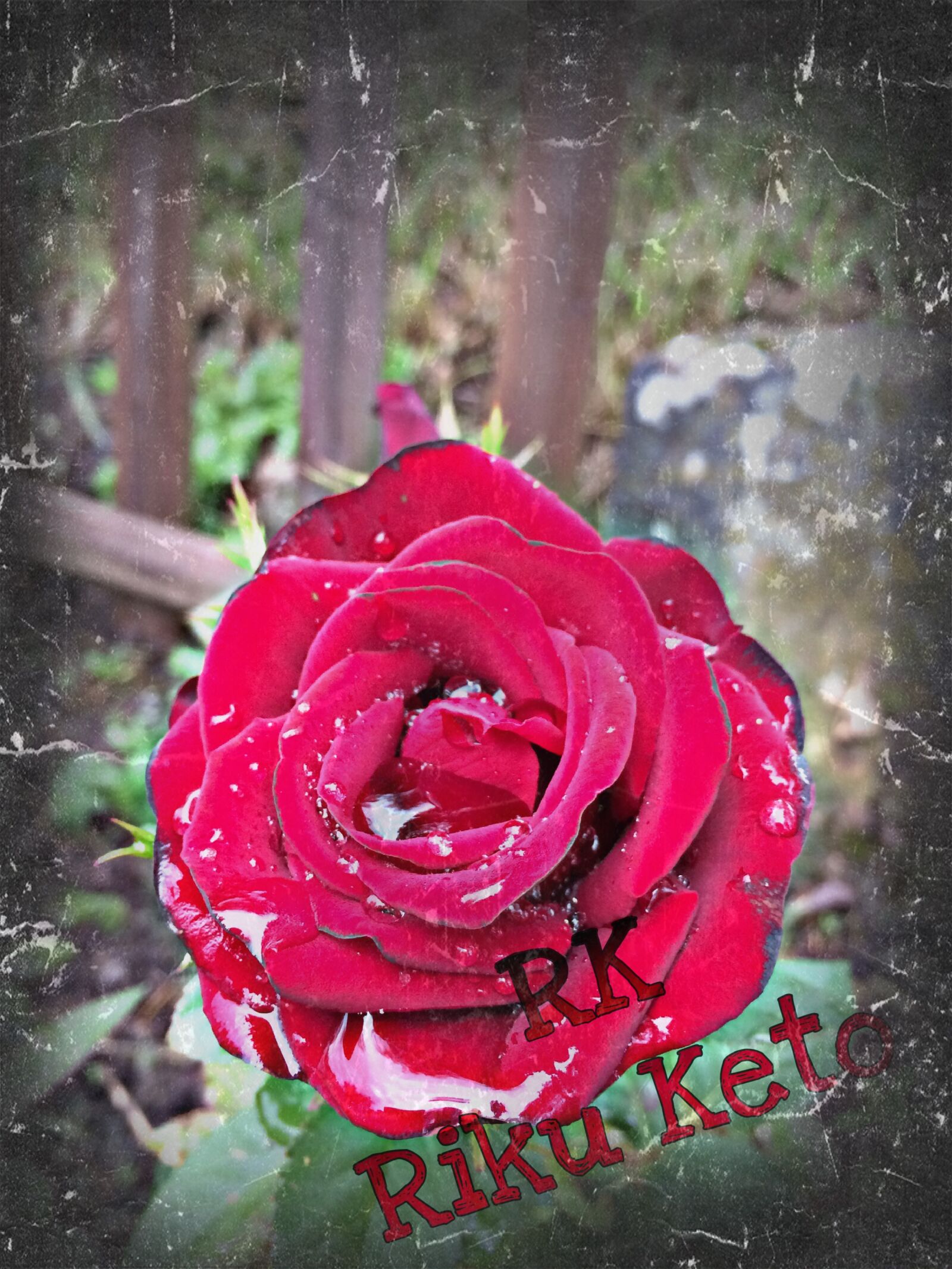 iPhone 5s back camera 4.15mm f/2.2 sample photo. Rose, flower, rk photography