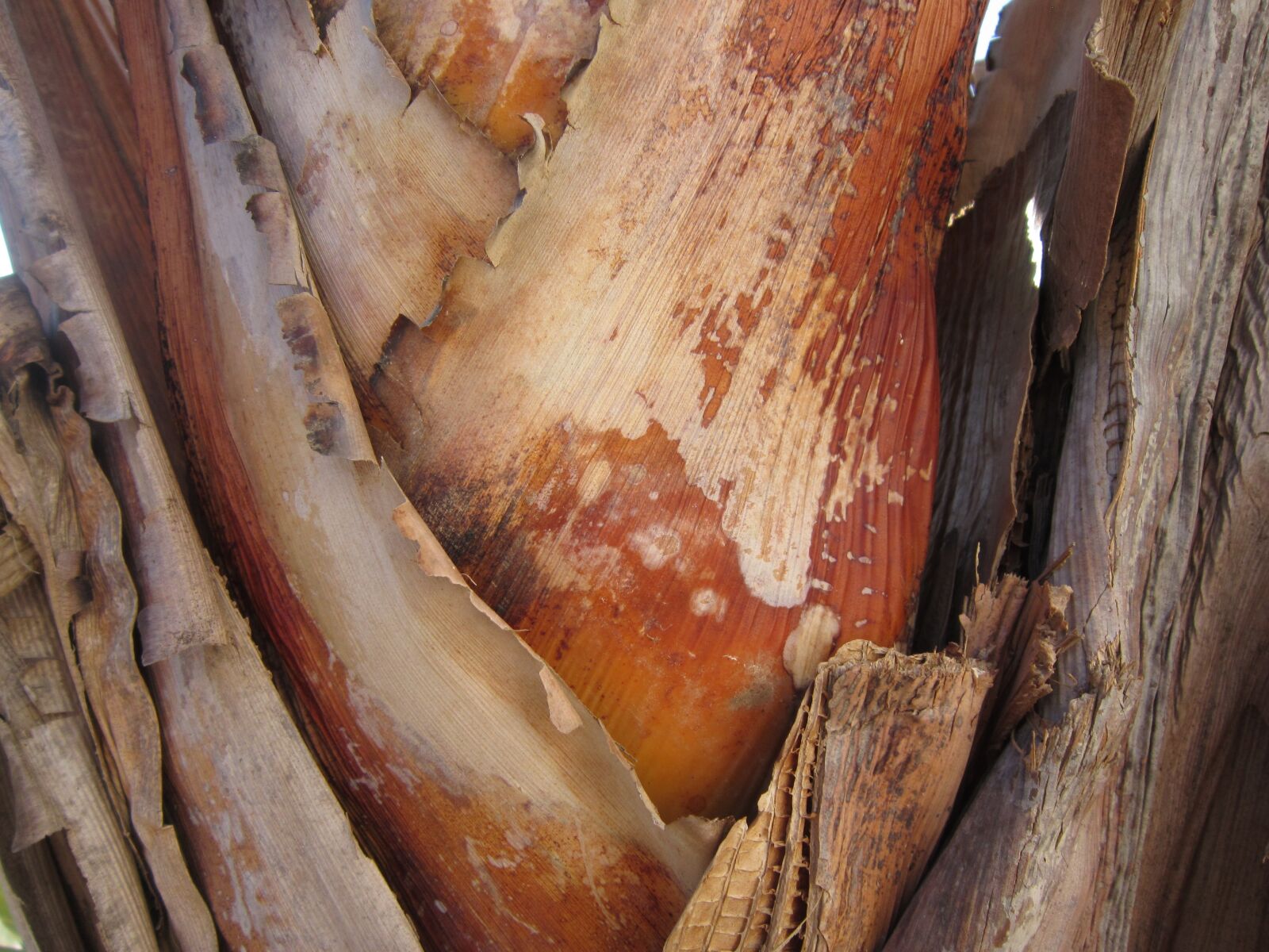 Canon PowerShot A3200 IS sample photo. Banana shrub, wood, close photography