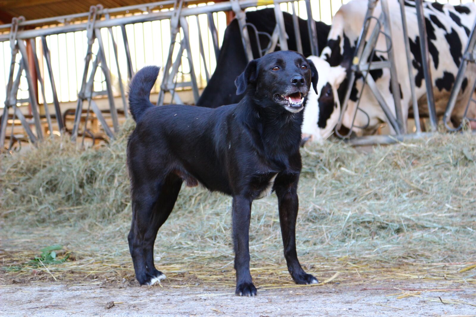 Canon EF-S 18-55mm F3.5-5.6 IS STM sample photo. Black dog, farm, field photography