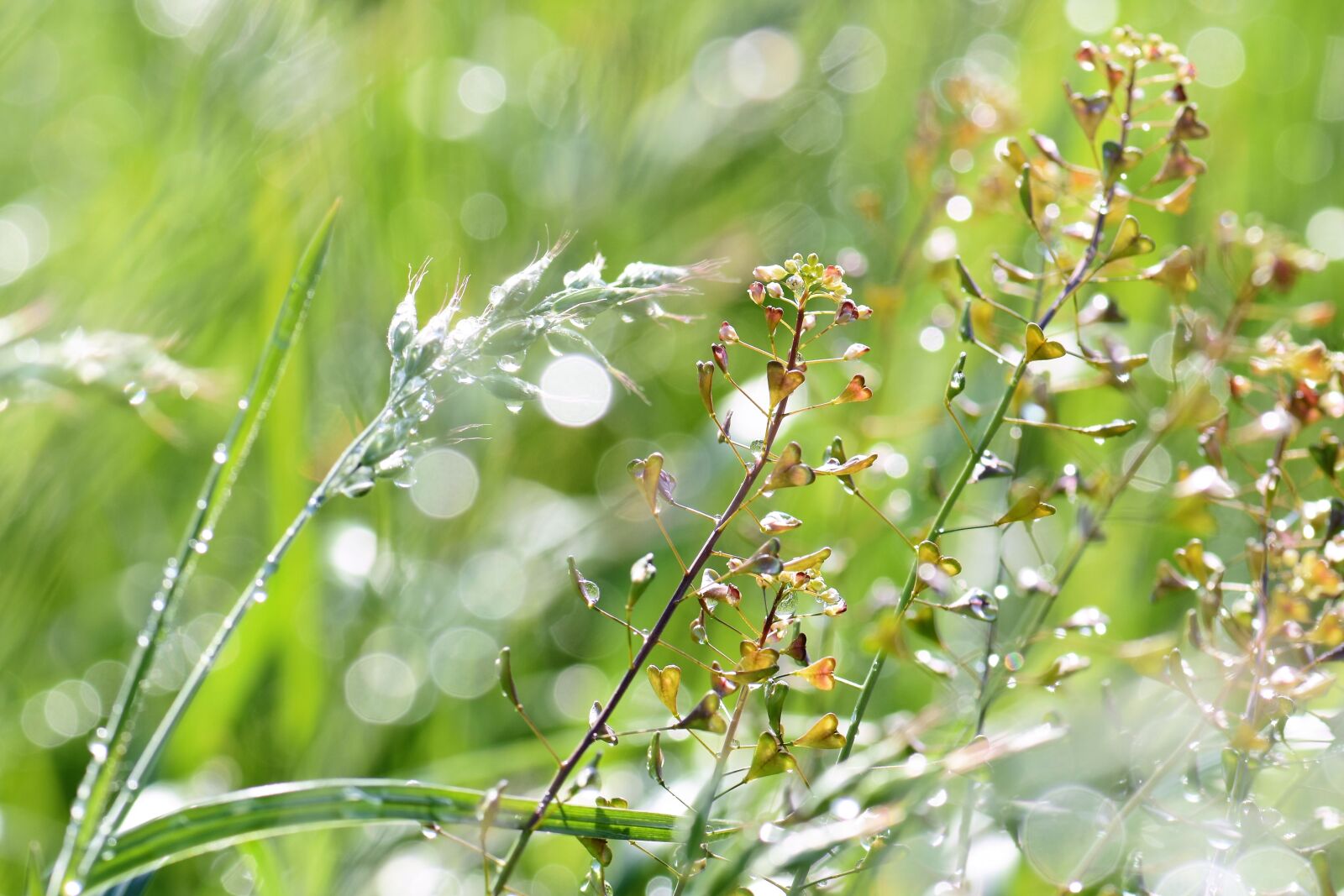 Nikon D5500 sample photo. Meadow, grass, dewdrop photography
