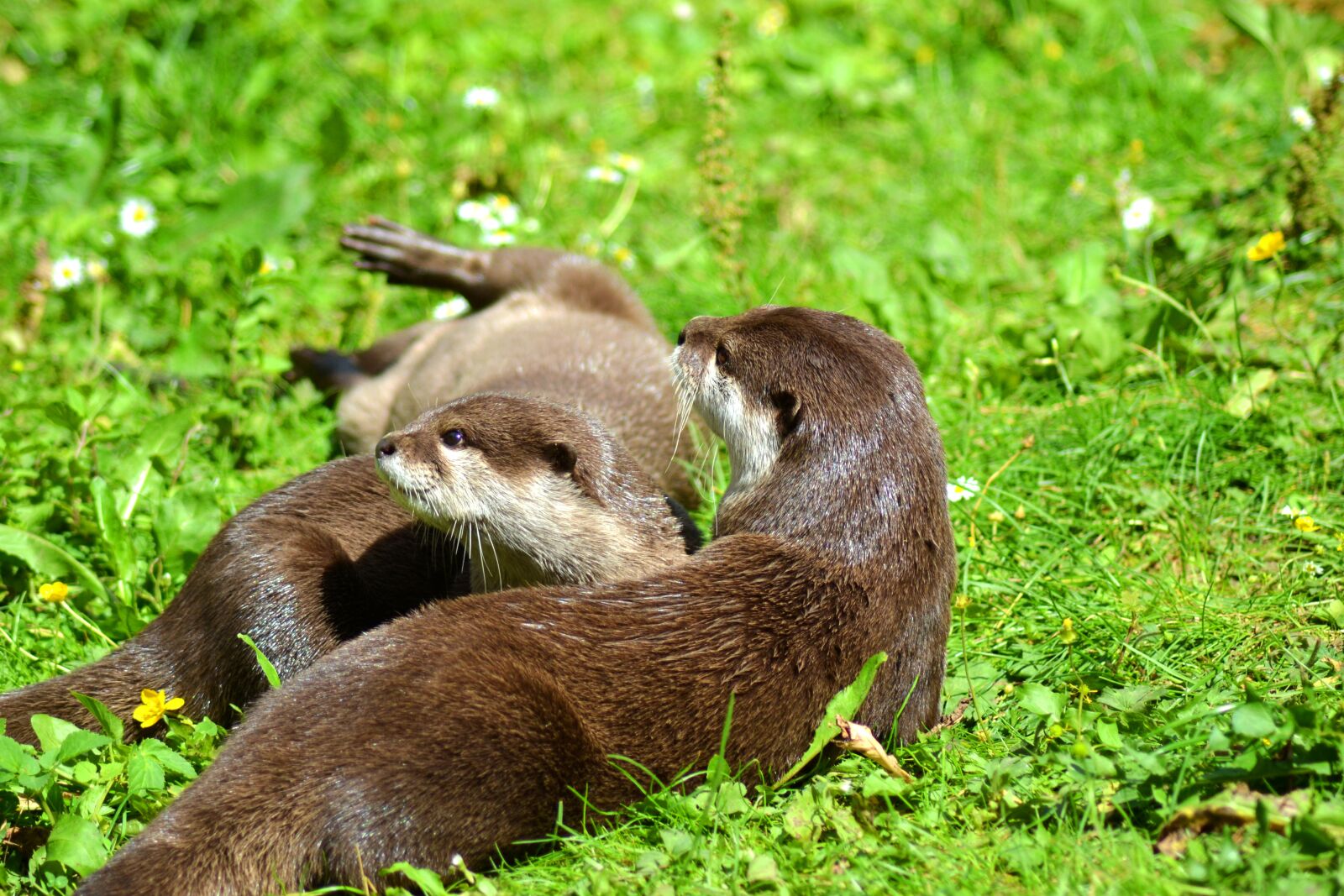 Nikon D3100 sample photo. Otter, animal, pack photography