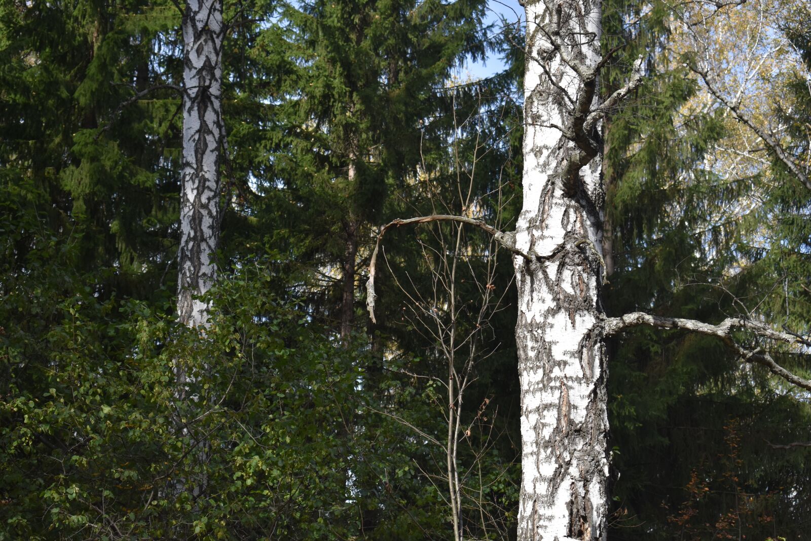 Nikon D3400 sample photo. Forest, autumn, birch photography