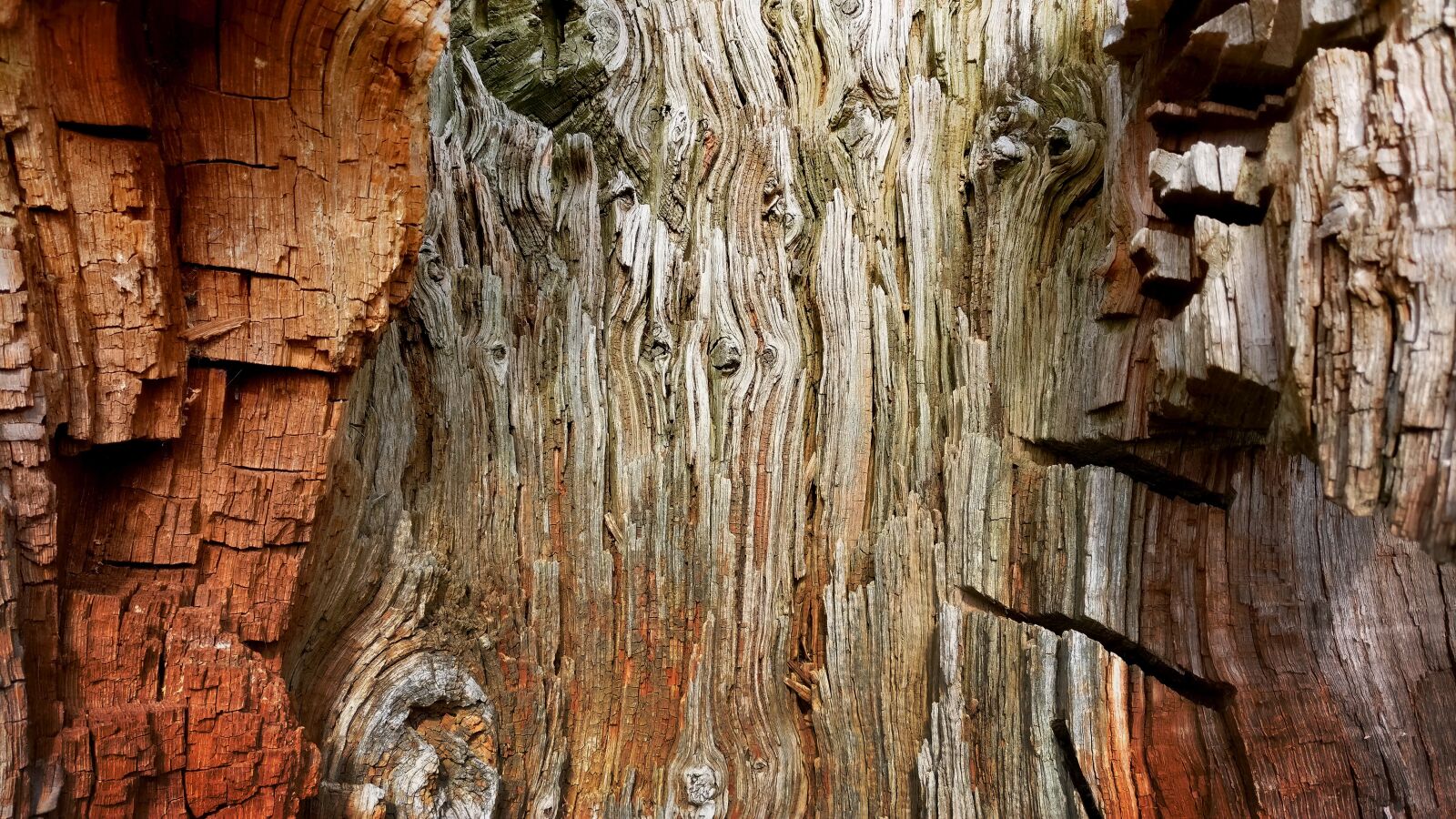 OnePlus A3003 sample photo. Old, wood, tree photography
