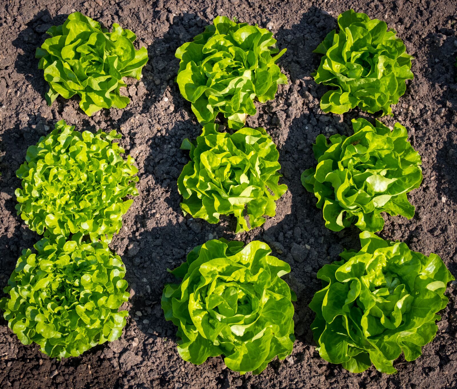 Fujifilm XF 16-55mm F2.8 R LM WR sample photo. Salad, lettuce, spring photography