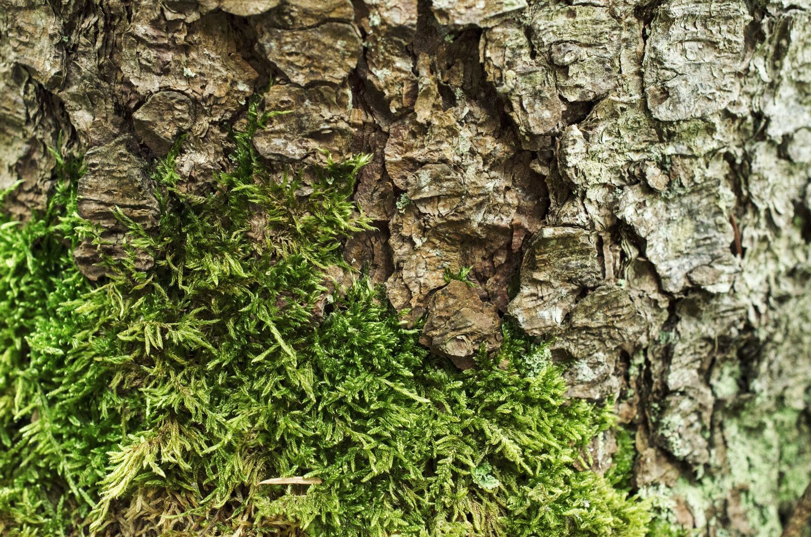 Nikon D5100 sample photo. Bark, tree bark, moss photography