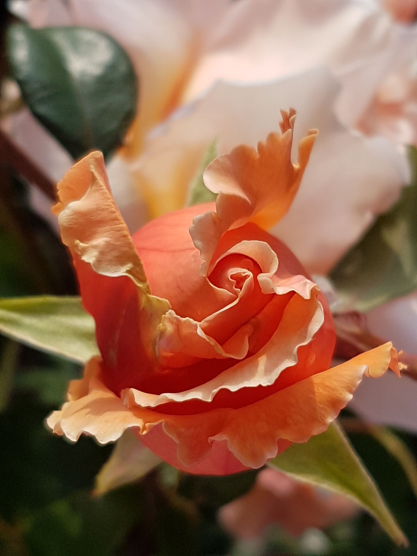 Samsung Galaxy S7 sample photo. Rose, budding rose, rosebud photography