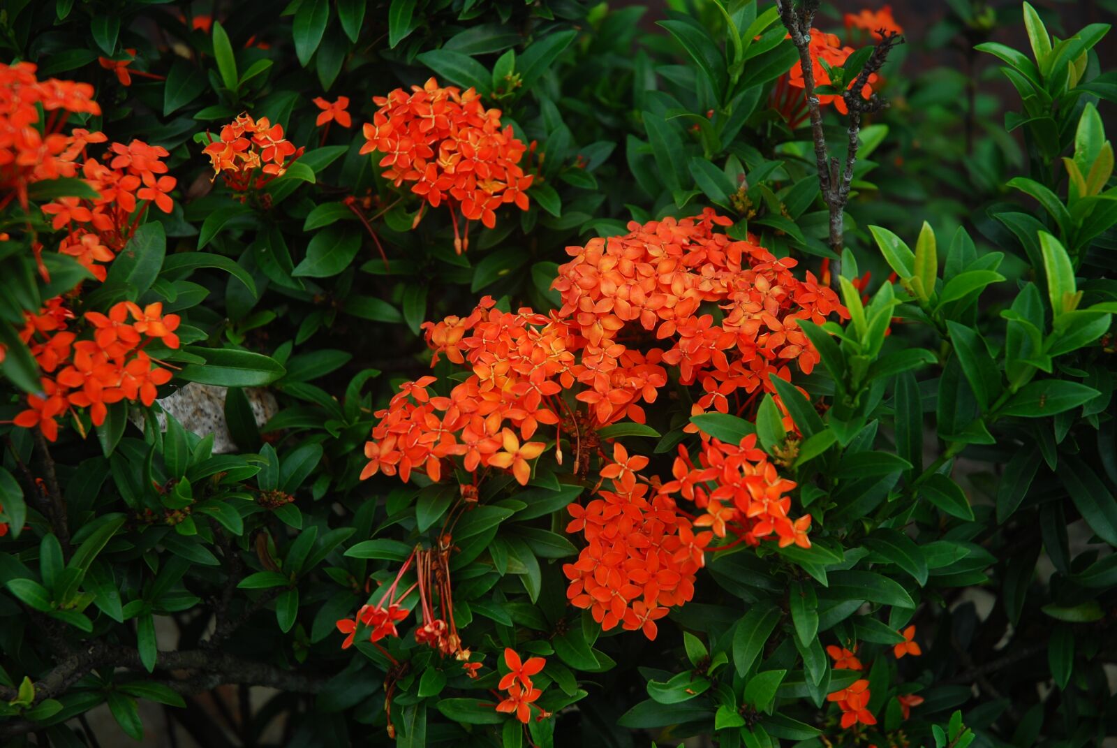 Nikon D80 sample photo. Flowers, plants, nature photography