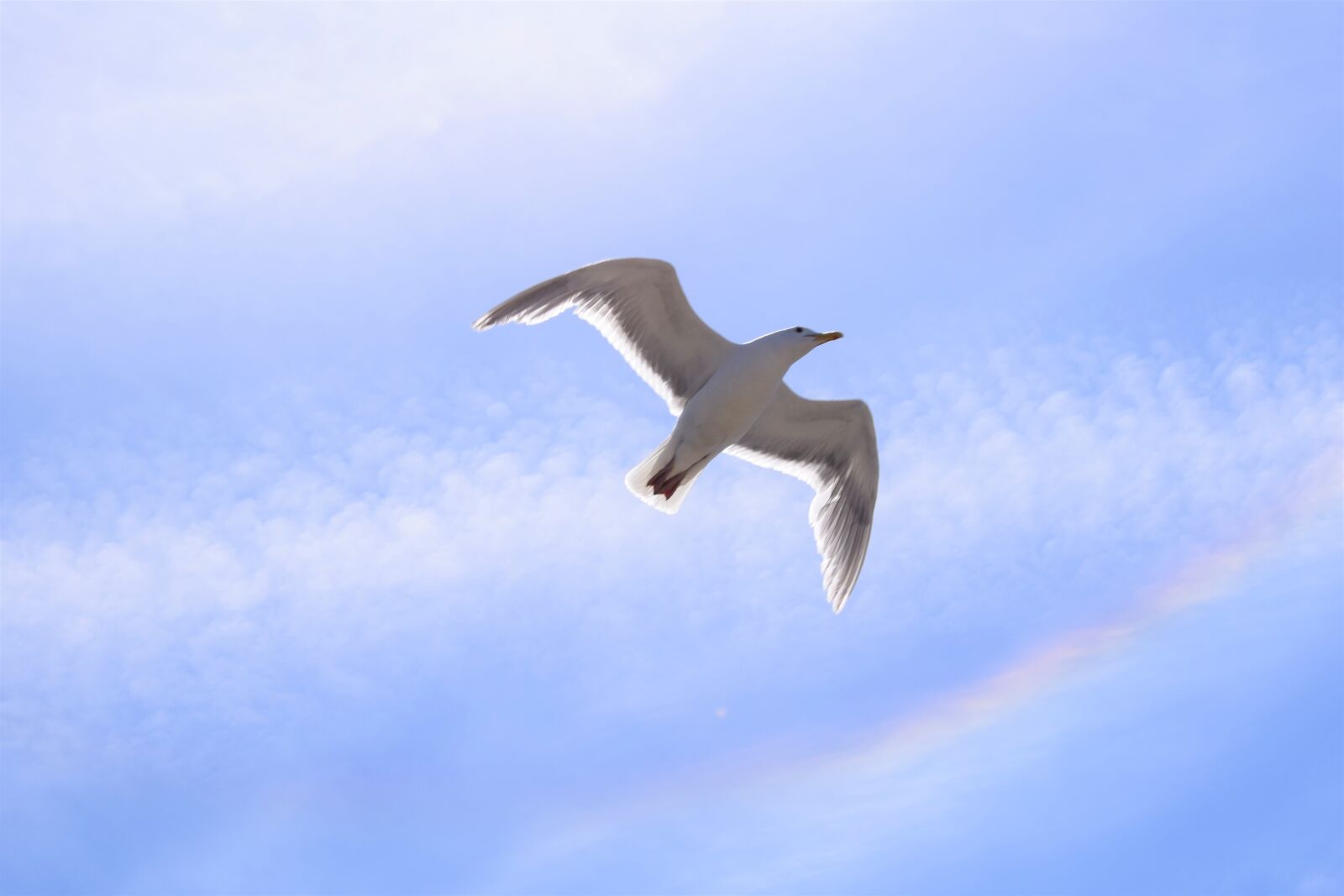 Nikon D3300 sample photo. Seagull, rainbow, sky photography