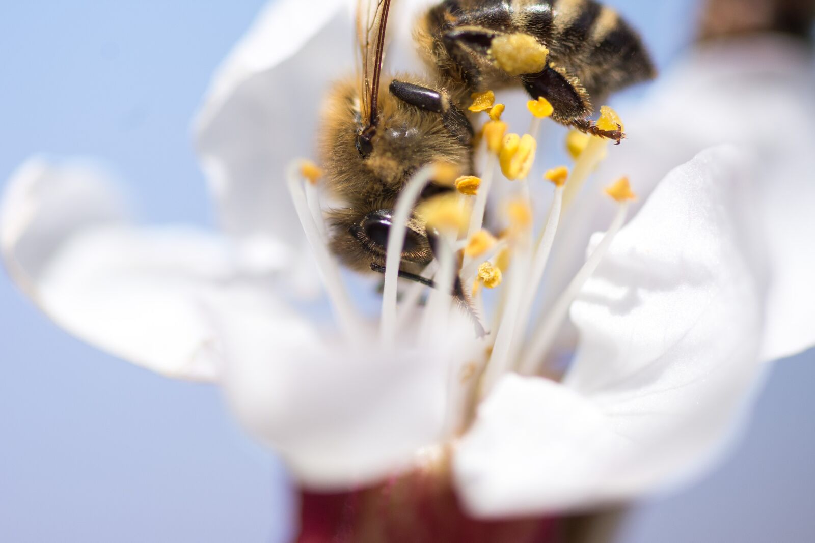 Nikon D7200 sample photo. Bee, honey, insect photography