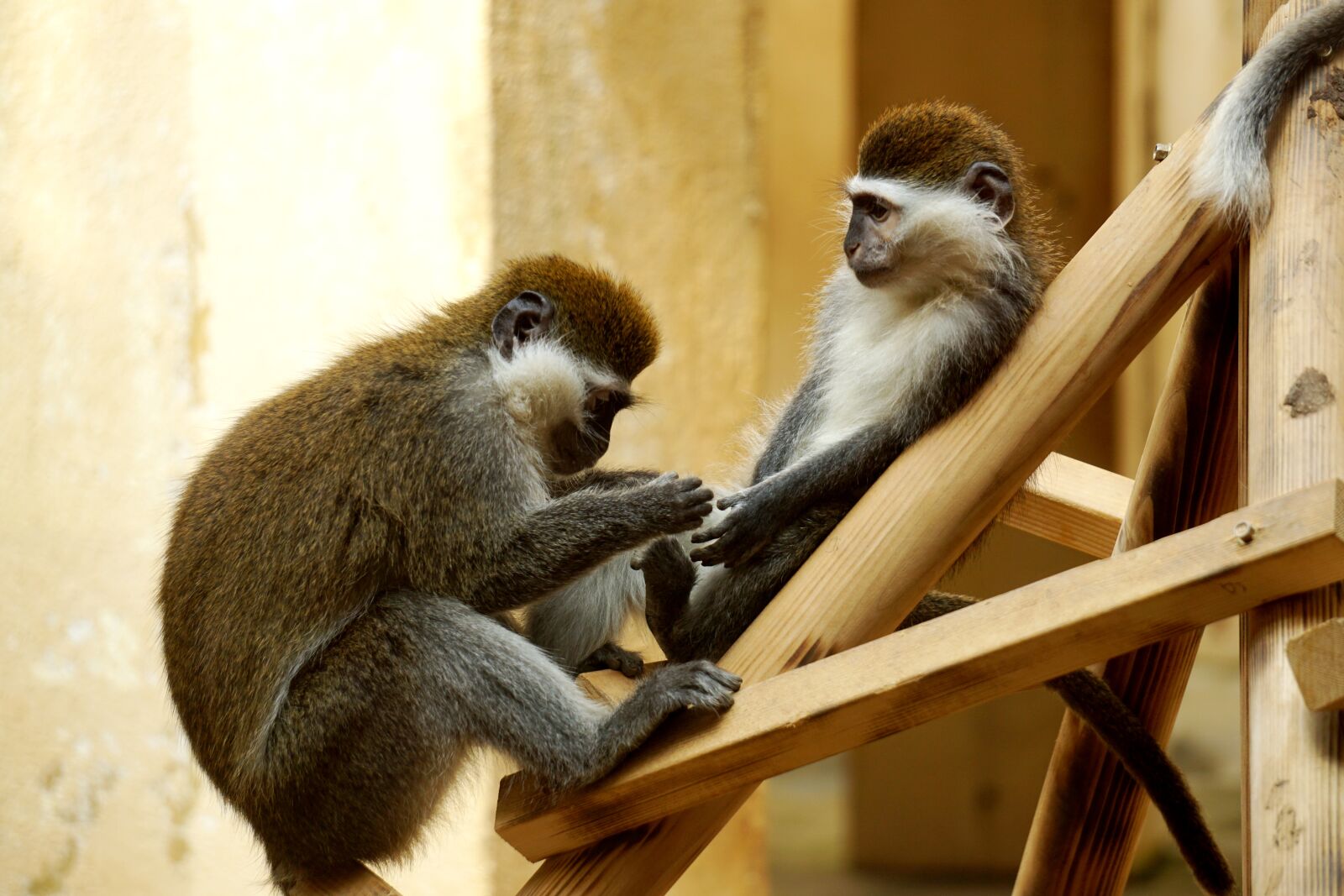 Sony E 55-210mm F4.5-6.3 OSS sample photo. Monkey, care, animal photography