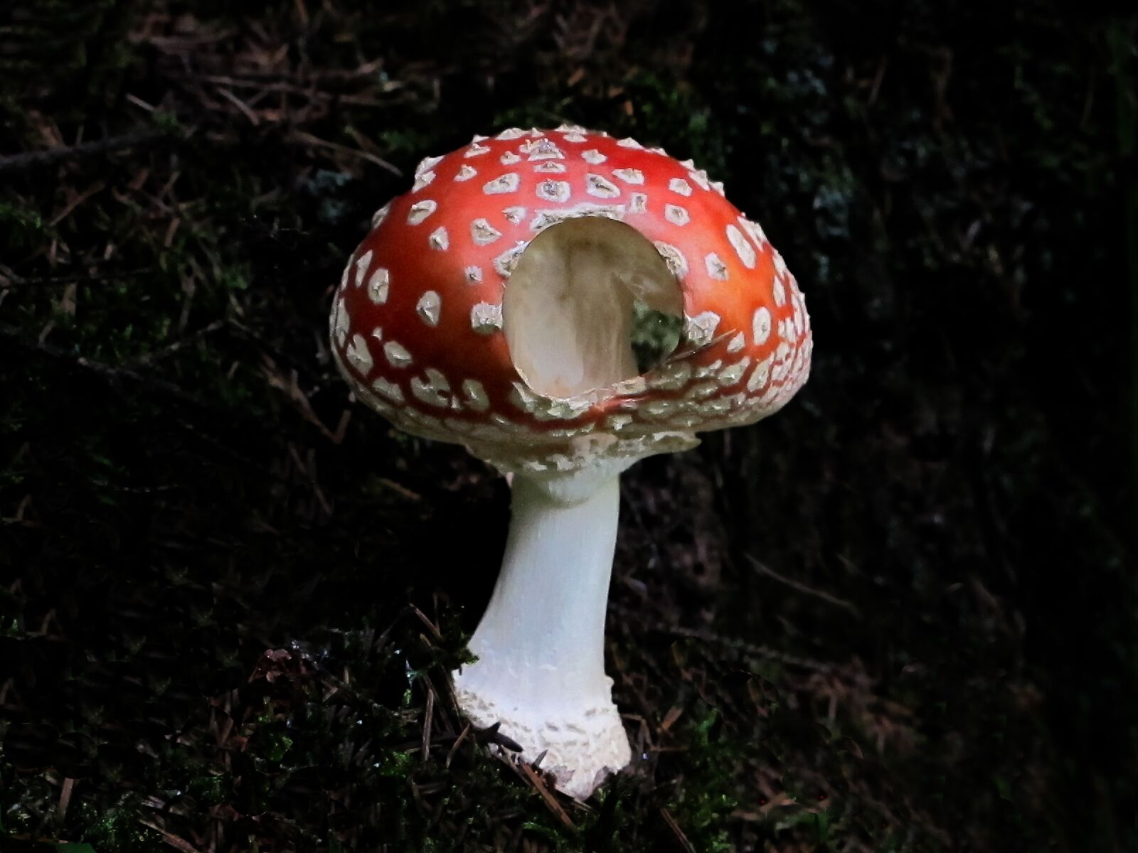 Canon PowerShot G12 sample photo. Plant, fly agaric, amanita photography