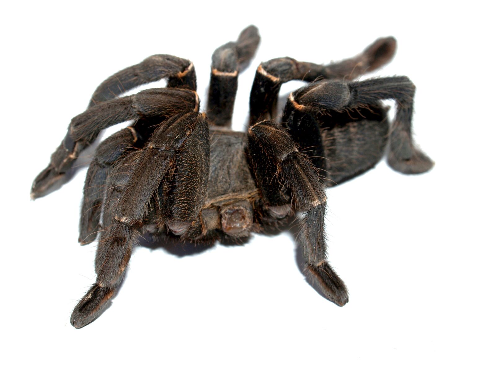Olympus E-300 (EVOLT E-300) sample photo. Spider, tarantula, arthropod photography