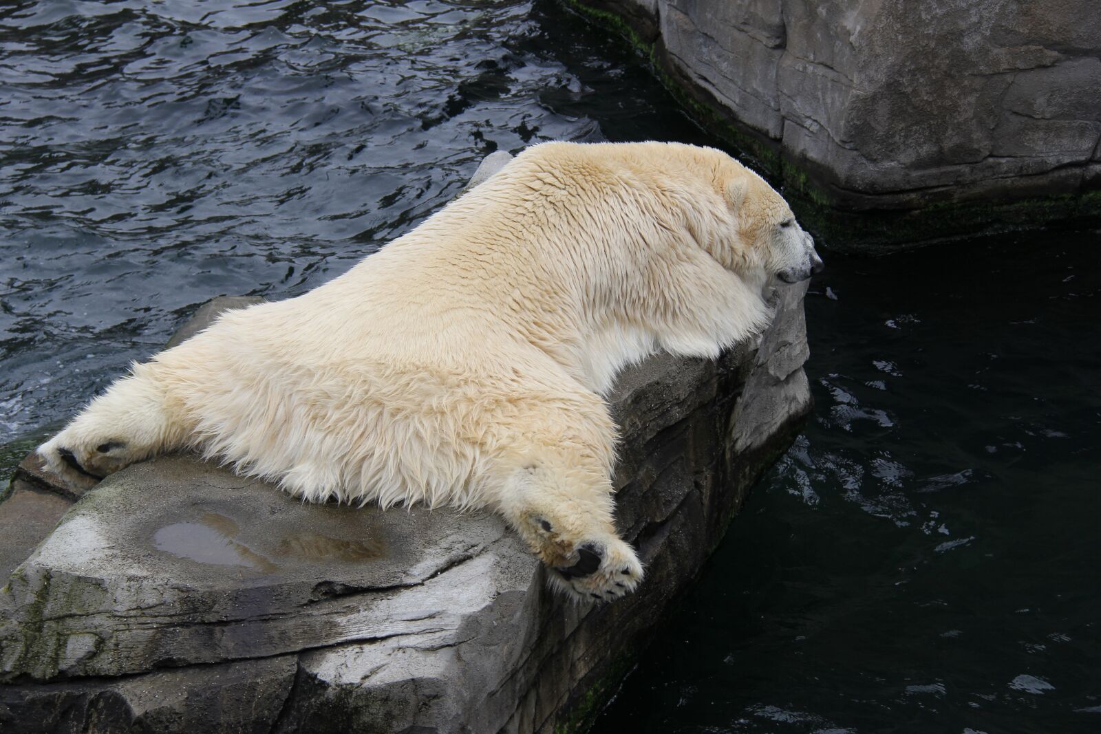 Canon EF-S 18-200mm F3.5-5.6 IS sample photo. Nature, animal world, waters photography