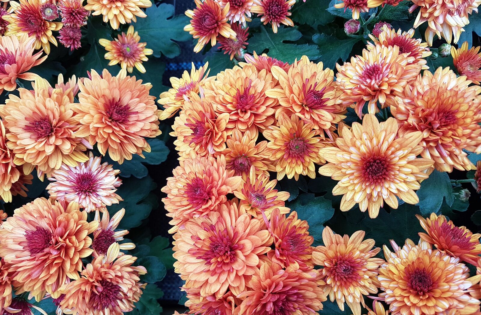 Samsung Galaxy S7 Edge sample photo. Flowers, summer, bloom photography