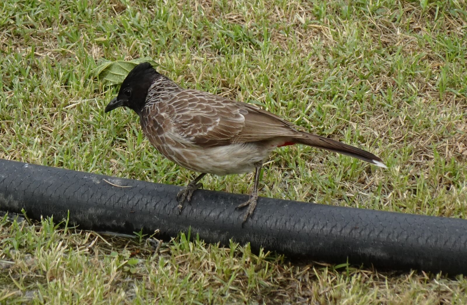 Sony DSC-WX800 sample photo. Bird, bulbul, red-vented photography