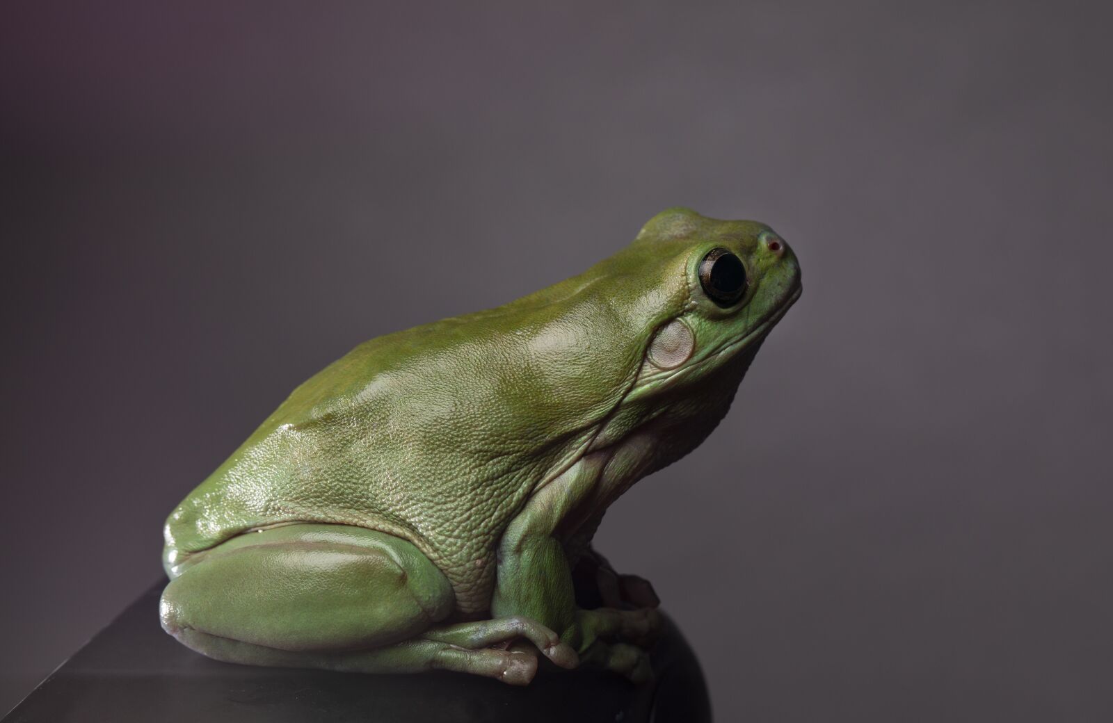 Canon EOS 5D Mark IV sample photo. Frog, animals, green photography