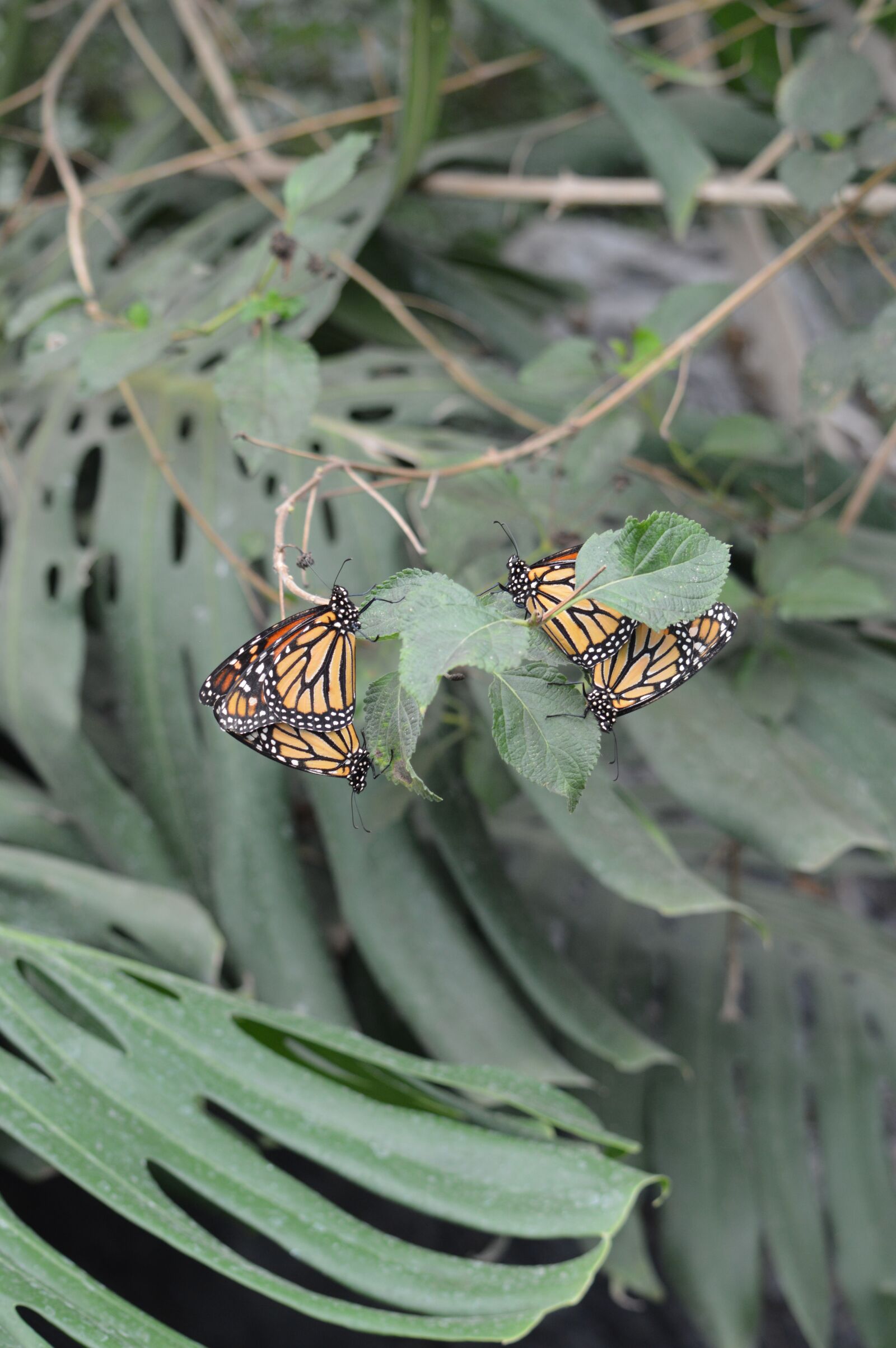 Nikon D3200 sample photo. Butterflies, nature, insects photography