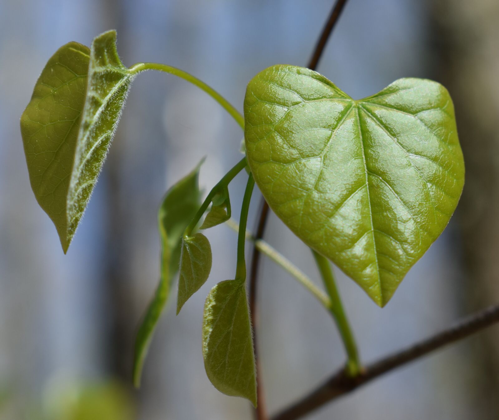 Nikon D3300 sample photo. Redbud leaves, heart-shaped, heart photography