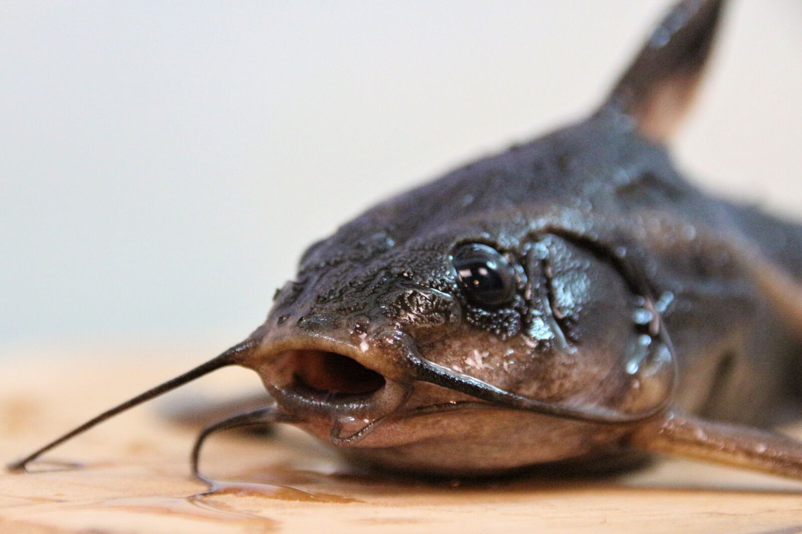 Canon EOS 700D (EOS Rebel T5i / EOS Kiss X7i) sample photo. Line of thorny catfish photography