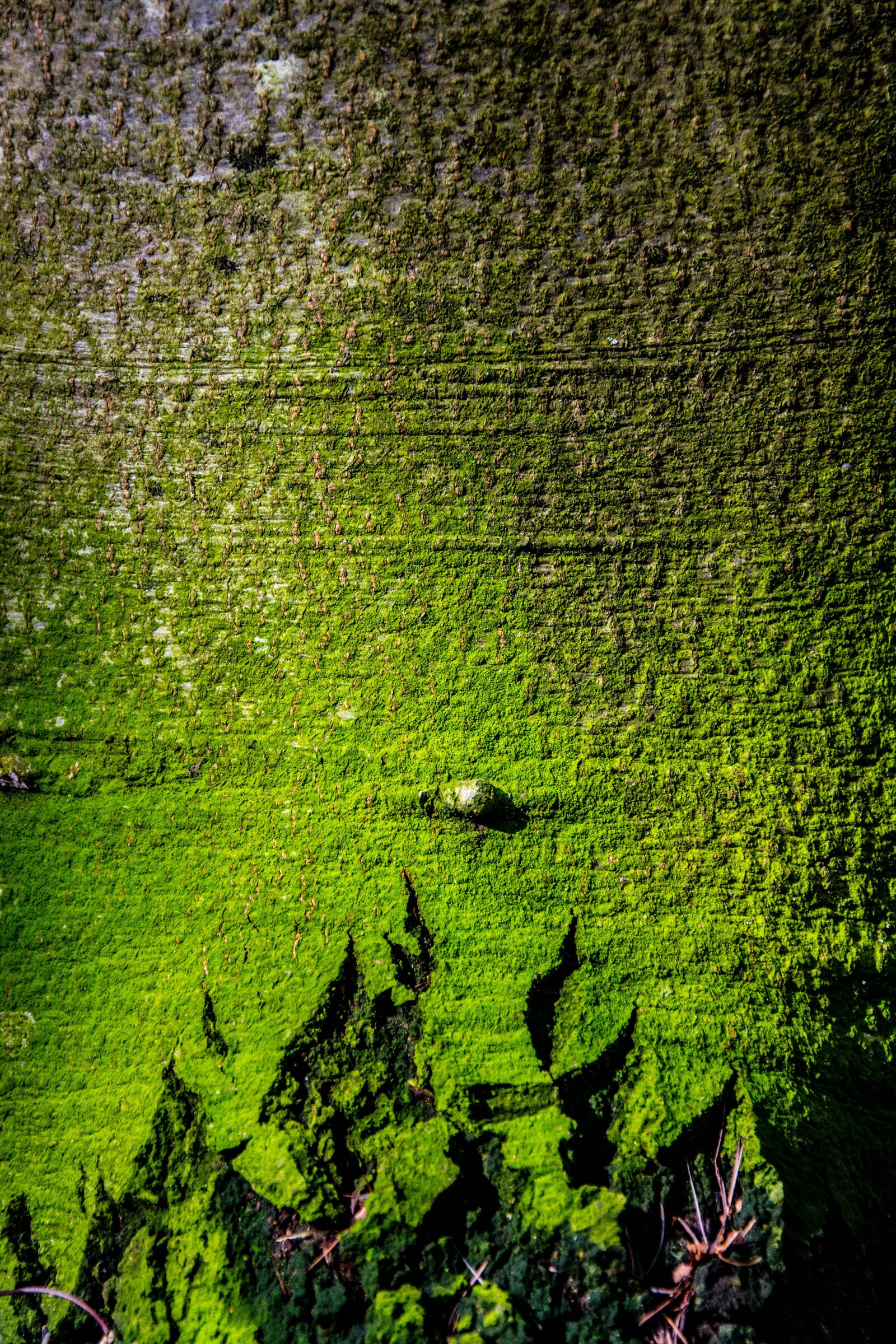Nikon D7100 sample photo. The bark of the photography