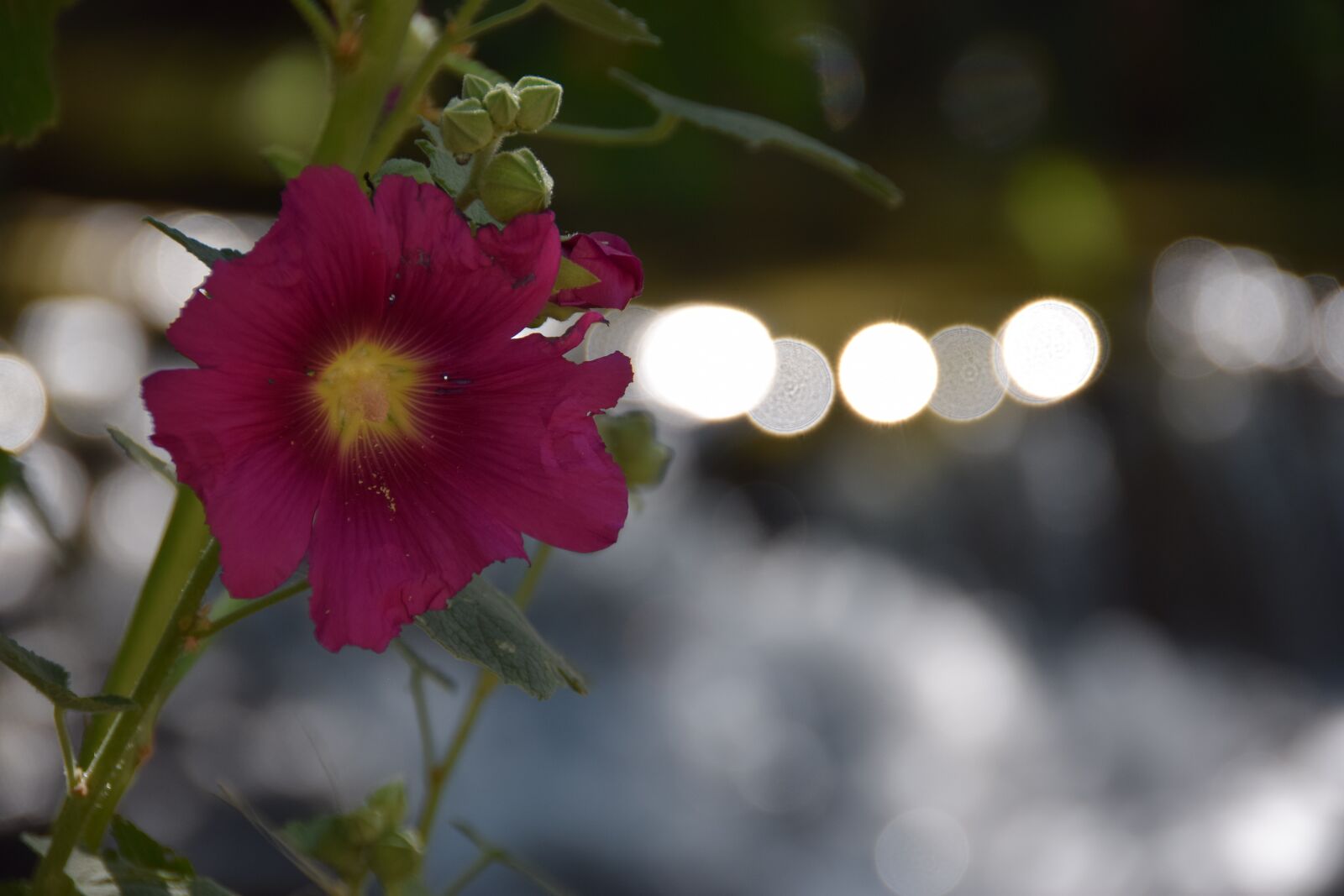Nikon D5300 sample photo. Flower, pink, yellow photography