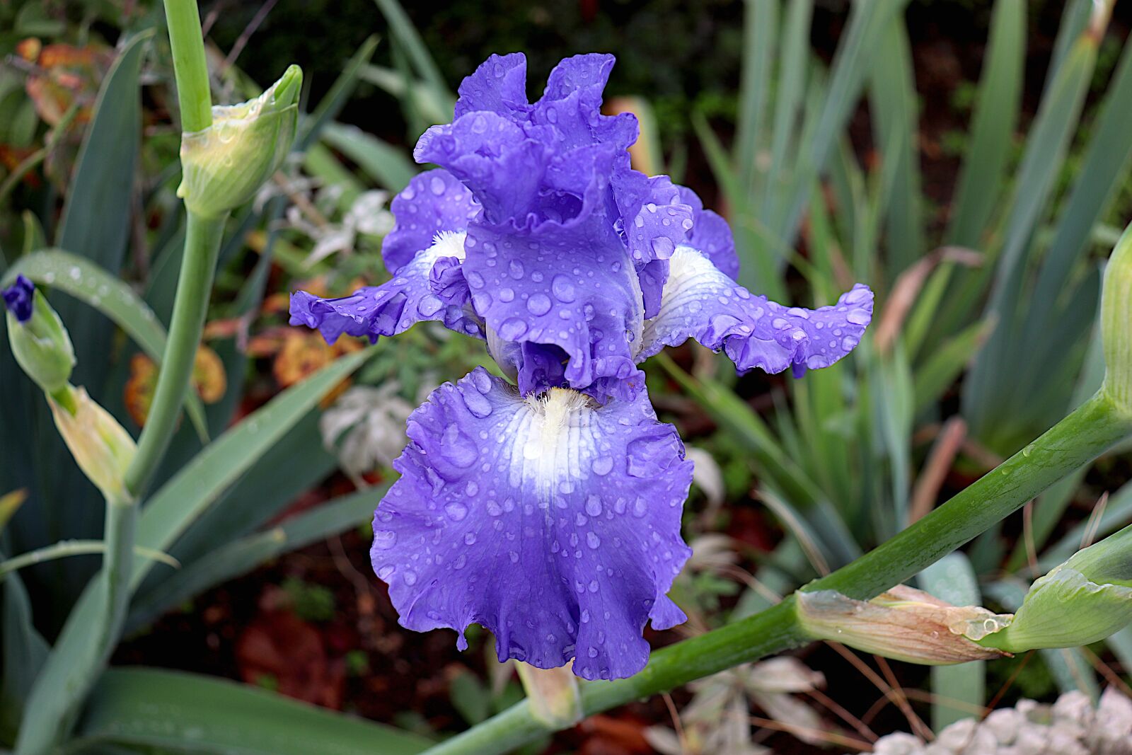 Canon EOS 800D (EOS Rebel T7i / EOS Kiss X9i) sample photo. Iris, color blue, plants photography