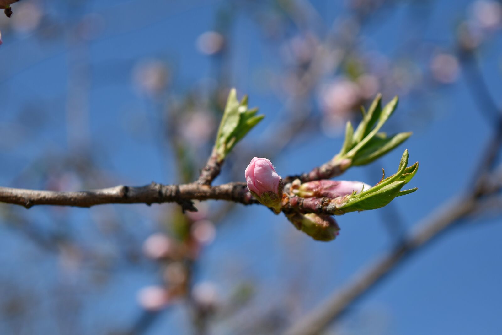 Nikon D5500 sample photo. Tree, nature, branch, outdoors photography