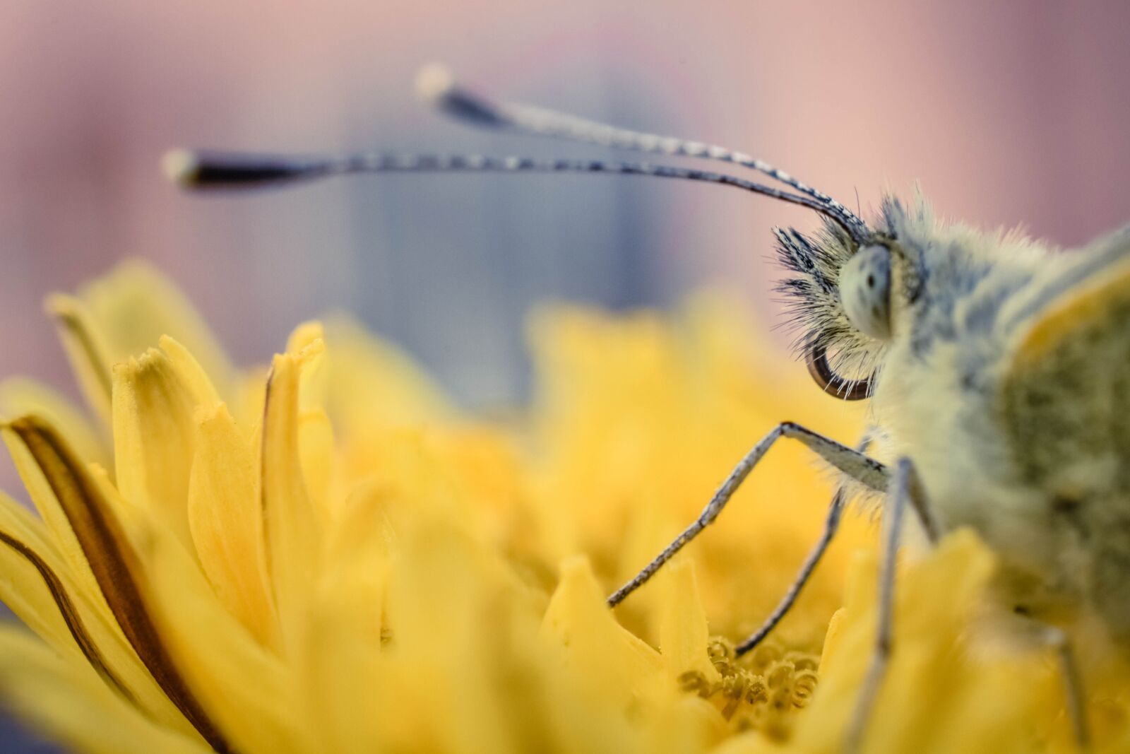 Nikon D7200 sample photo. Insect, outdoor, green photography
