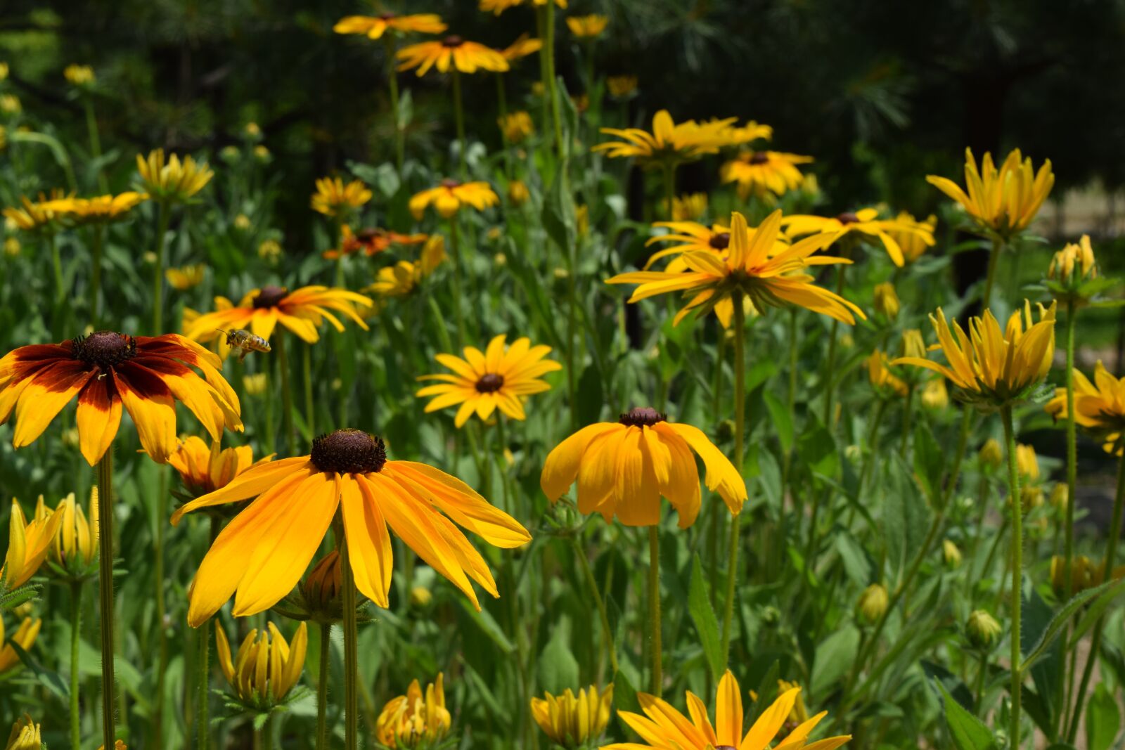 Nikon D5300 sample photo. Flowers, yellow flower, yellow photography