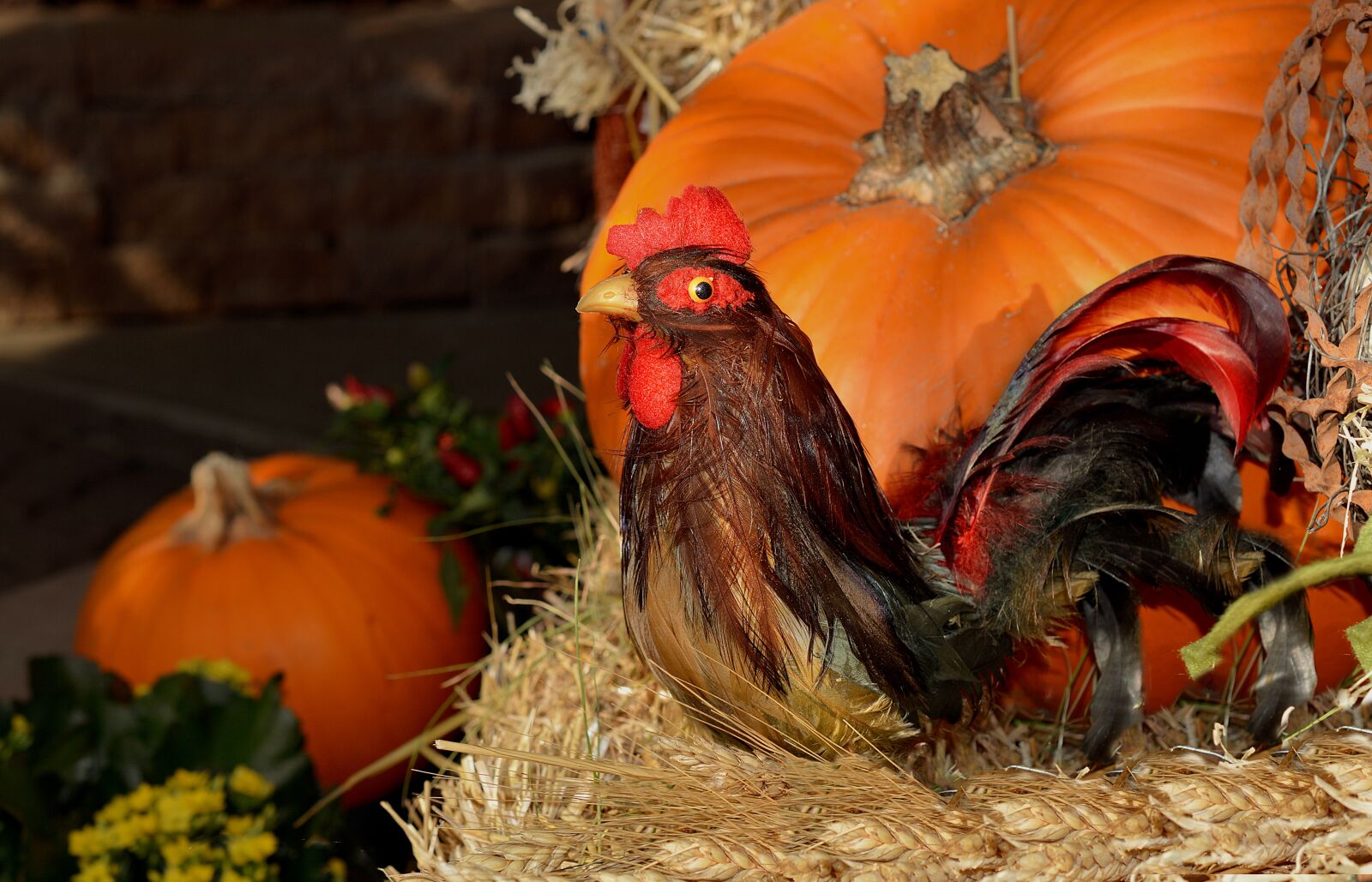 Nikon D3200 sample photo. Rooster, pumpkin, thanksgiving photography
