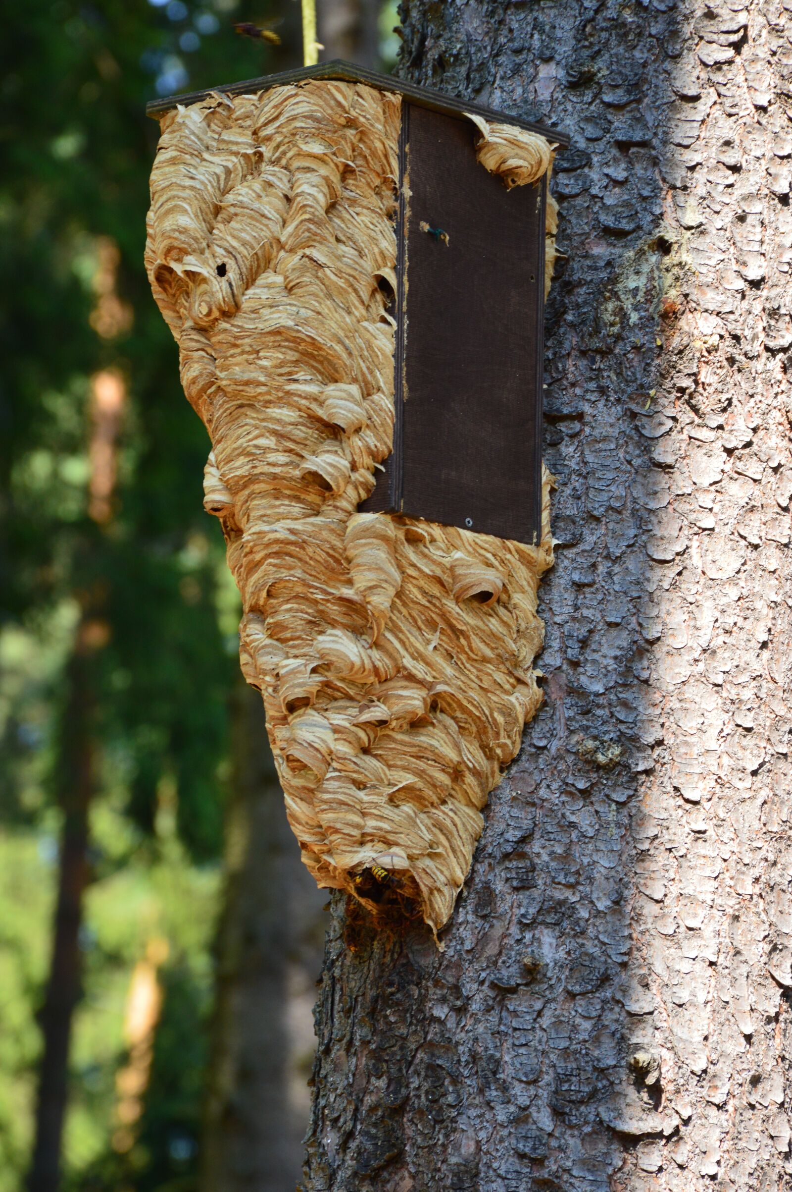 Nikon D3200 sample photo. Birdhouse, hornet, hornet's nest photography