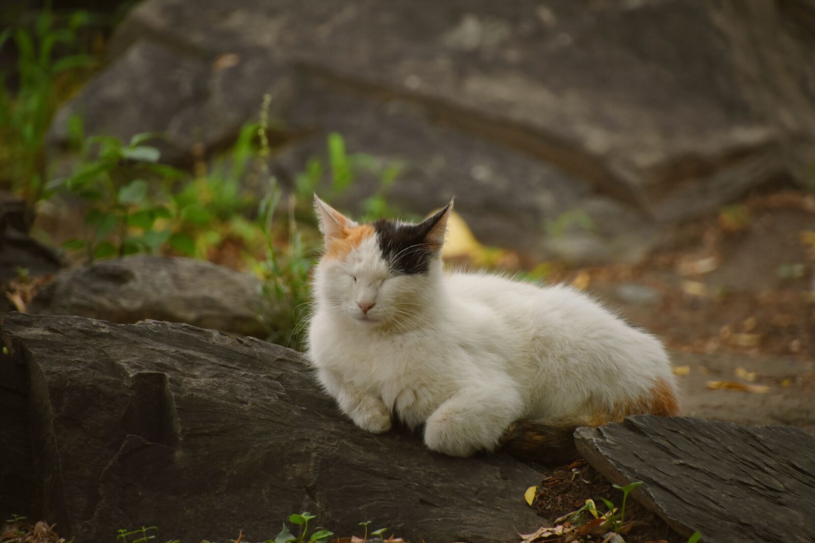 Nikon D7200 sample photo. Cat, animal, sleep photography